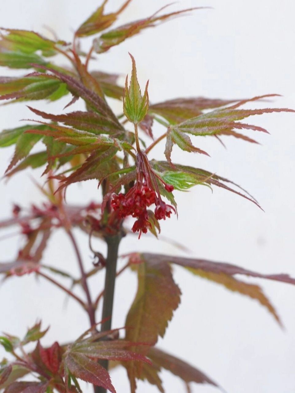 枫树品种介绍(九)——希拉蕊(热舞) 希拉蕊这个品种是去年入的,感觉