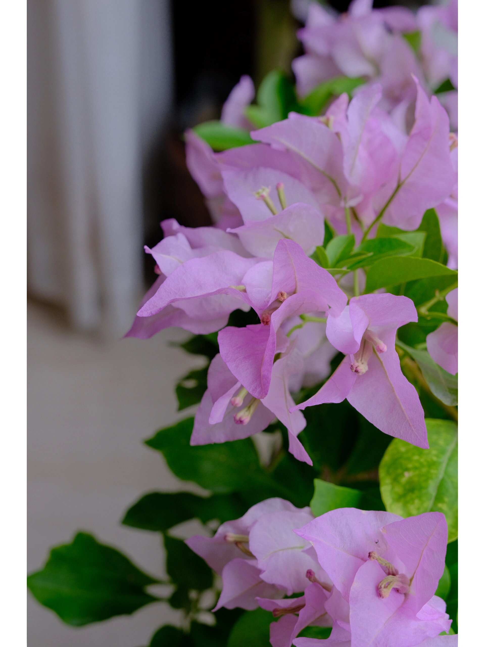 第一棵三角梅|金夫人 金夫人的花是真的大,喜欢这种浅粉,大爱金夫人.