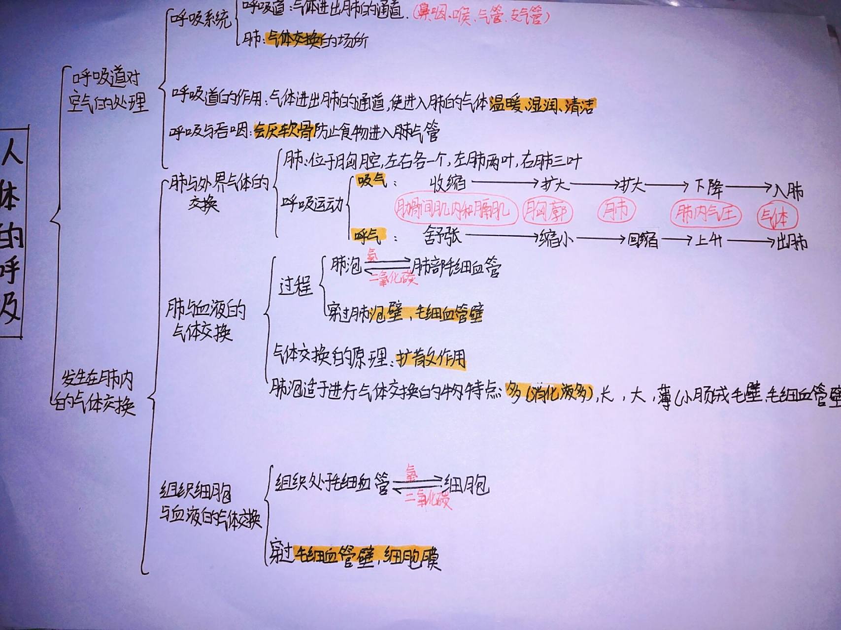 生物 人体的呼吸思维导图