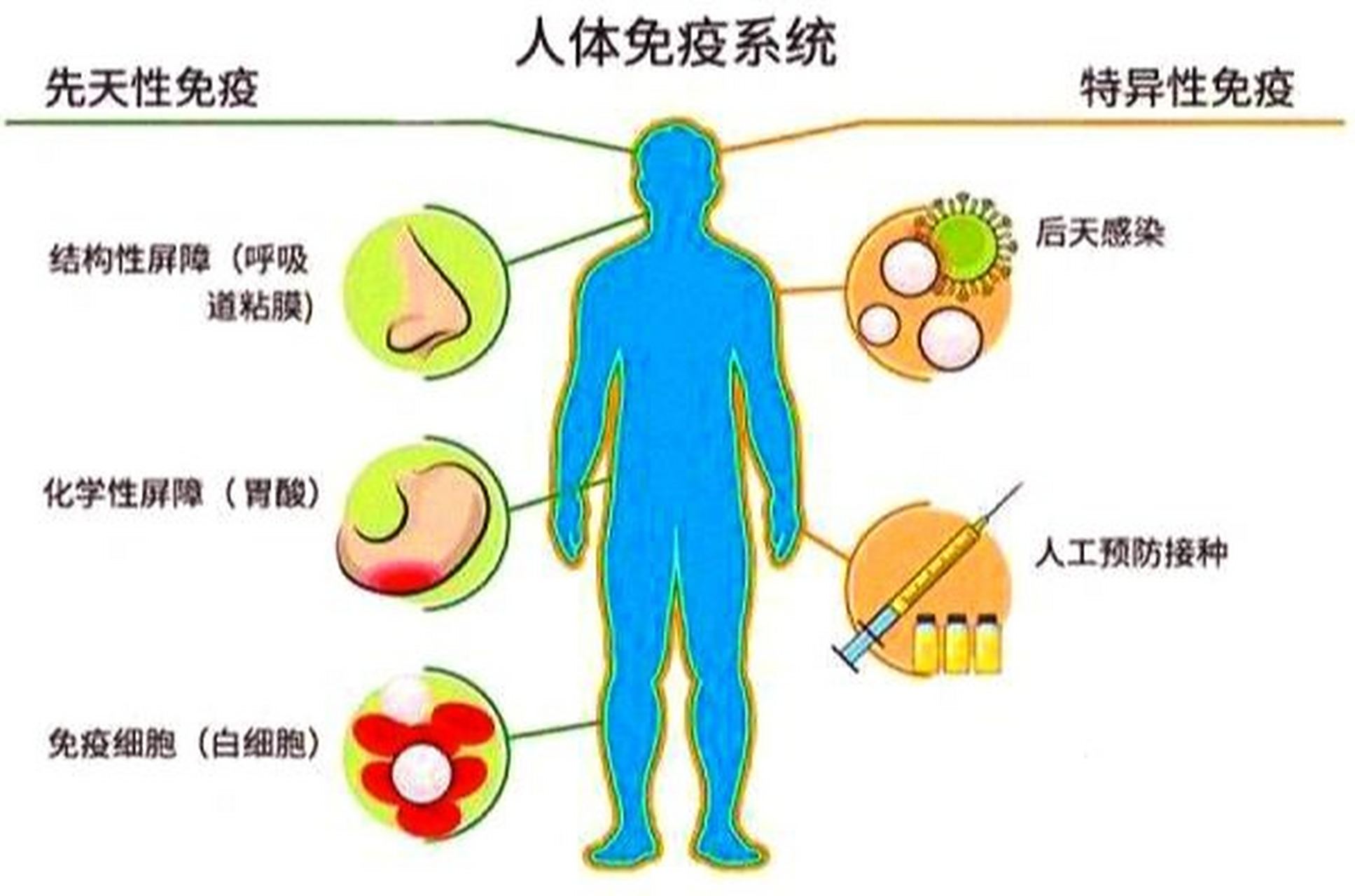 看完它了解人体免疫系统如何与癌细胞斗争 最近我学到的知识分享给你