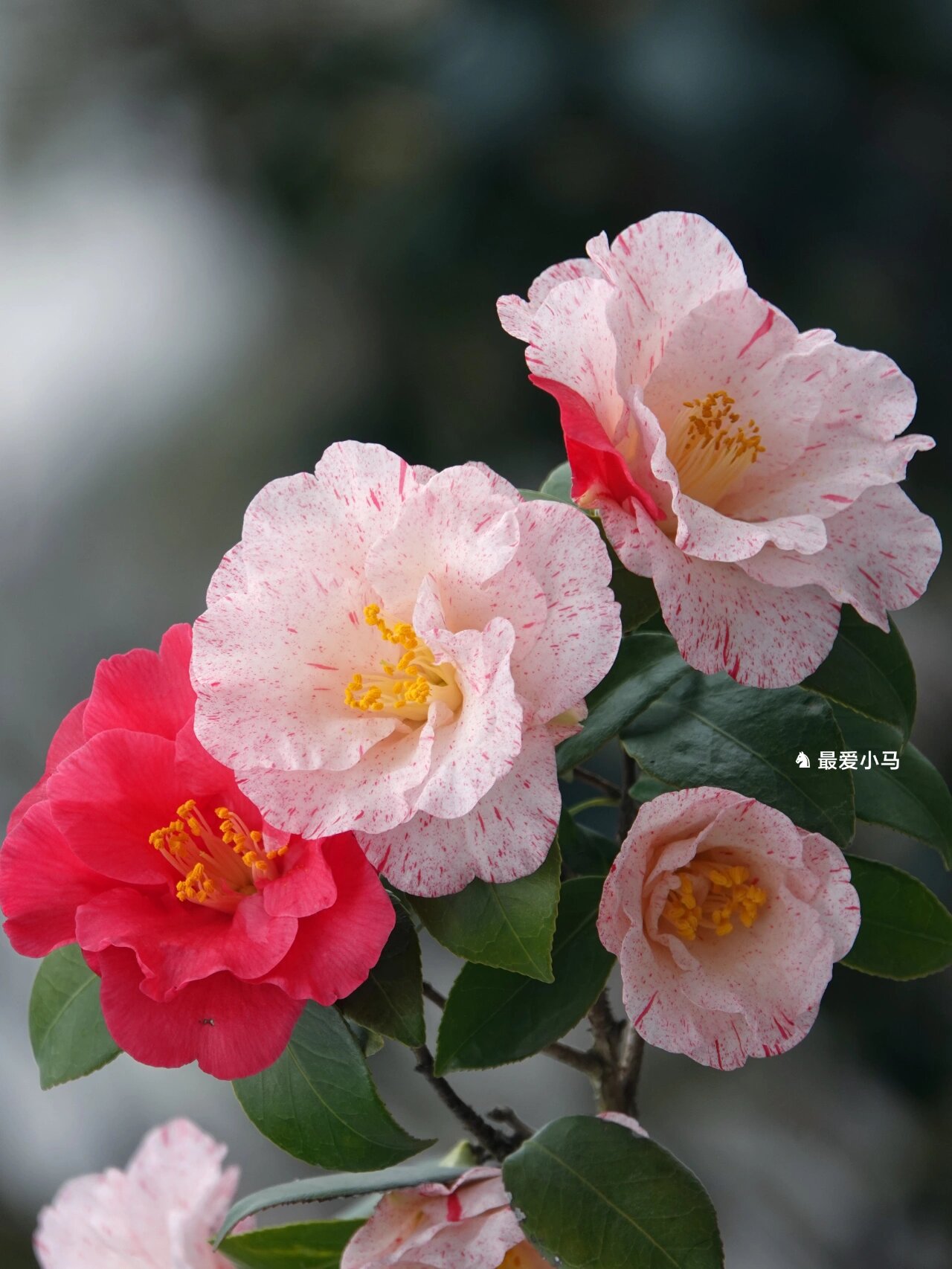 日系茶花"飞天"🌸🌺