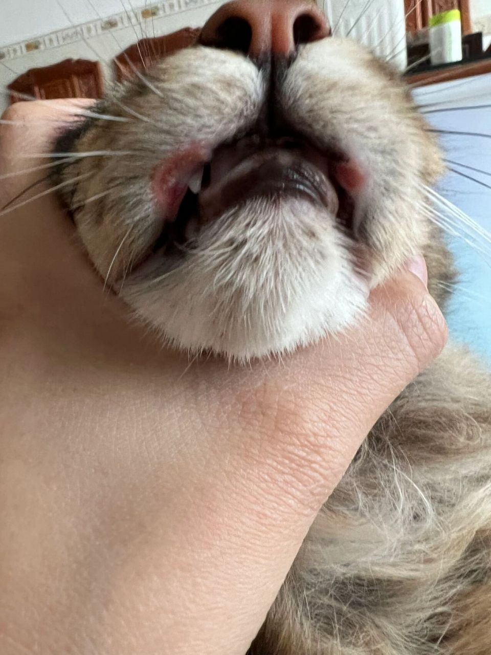 猫的嘴边缘像溃疡一样图片