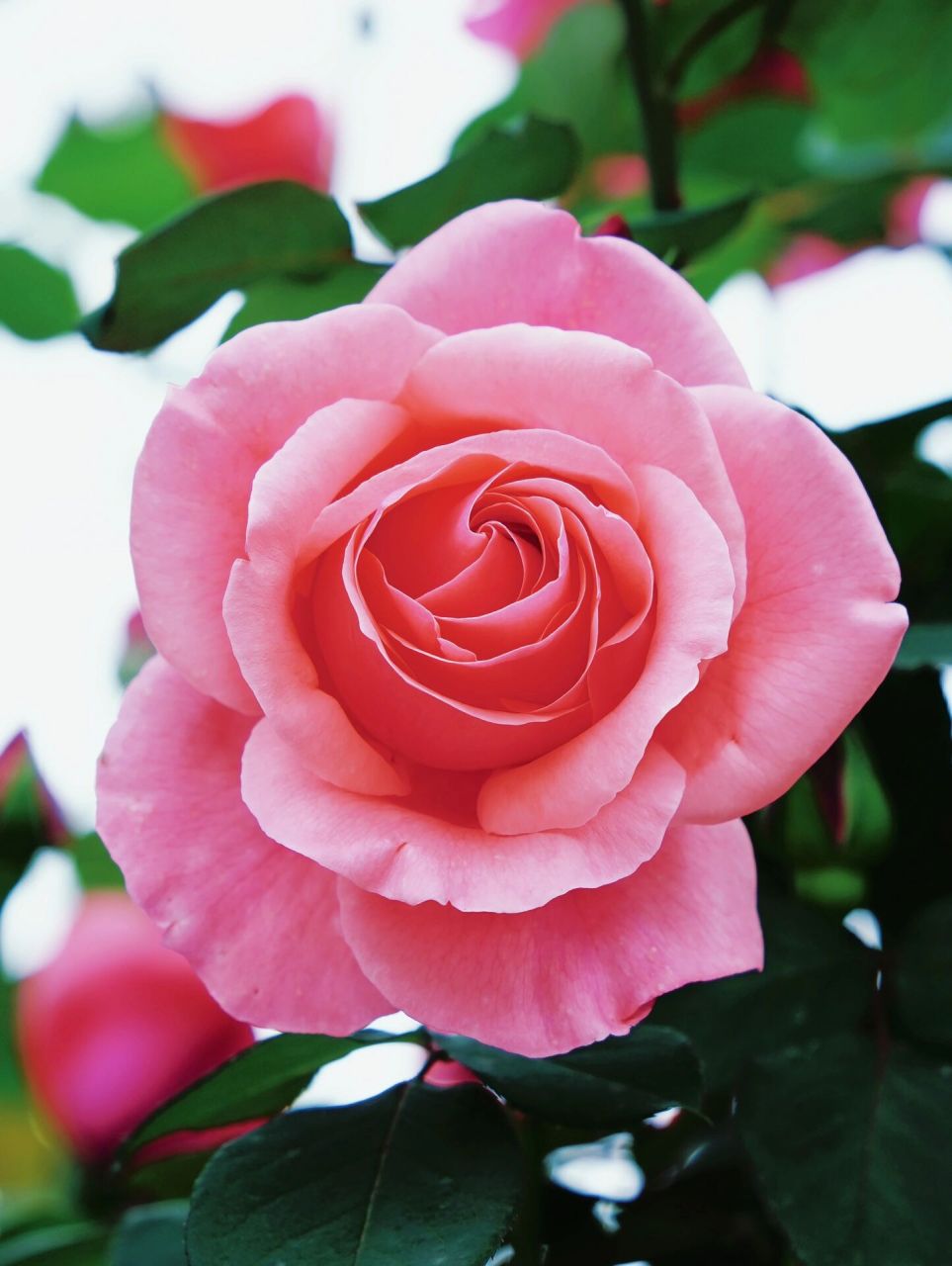 五一西湖游玩 | 杭州花圃月季花展 最近的杭州除了浪漫还能用什么词来