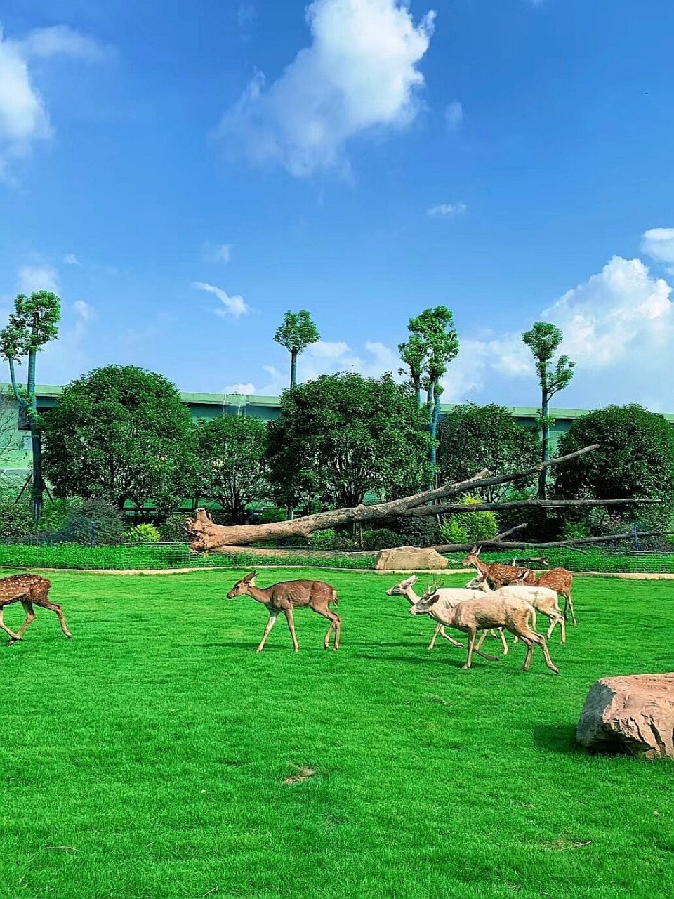 常德汉寿野生动物园出游攻略73 据说湖南汉寿野生动物位于常德市