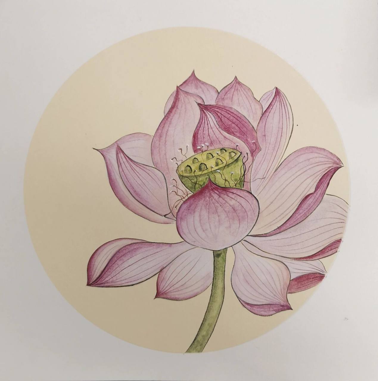 工笔《荷花》 画工笔怎么有点画水彩的感觉 1.白描起稿(细笔) 2.荷花