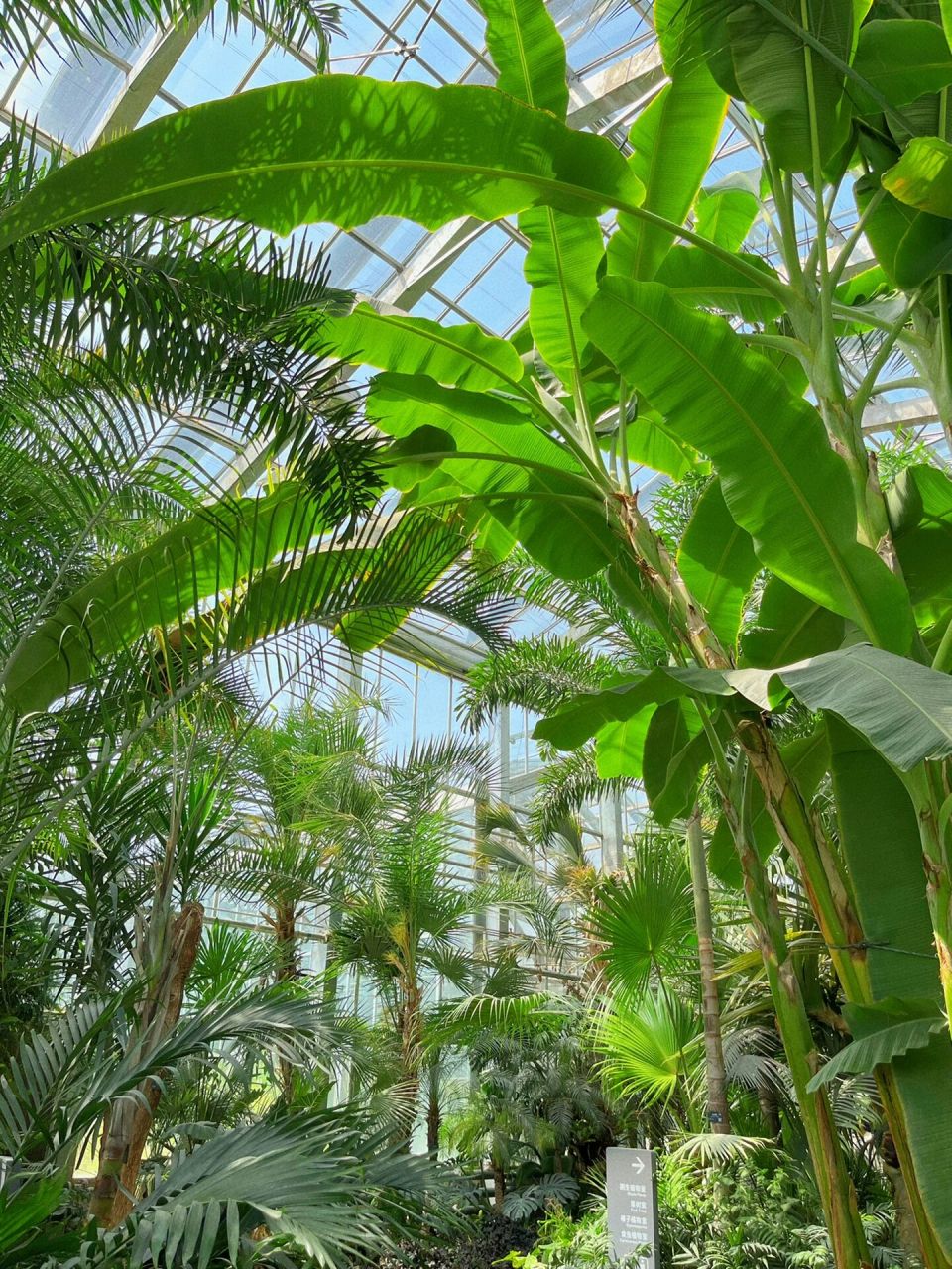 以及还是北园好    如果你也打算去国家植物园(原香山植物园) 只需要