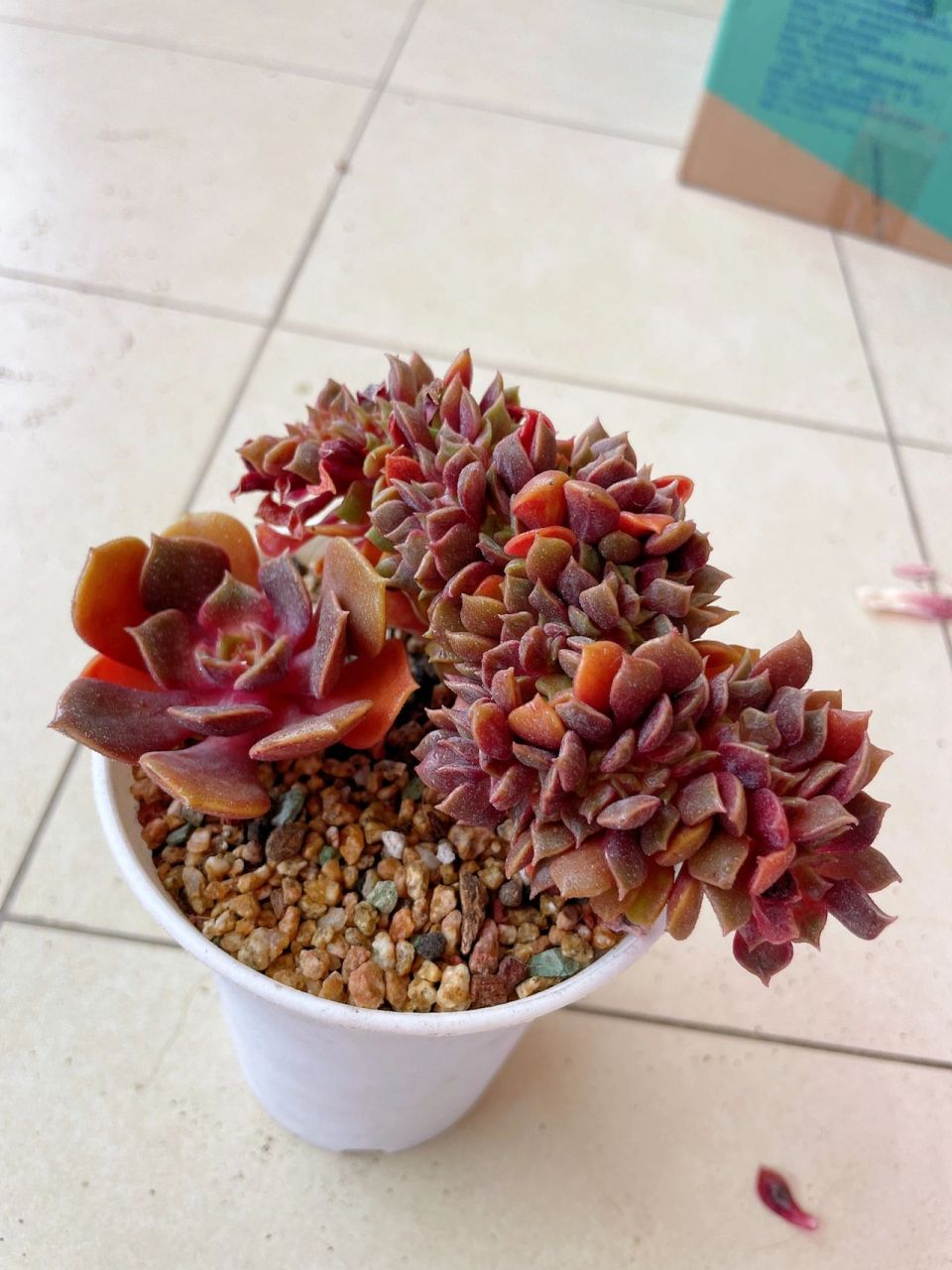 78每天认识一款多肉97—— | 大红袍缀 | 大红袍是景天科拟石莲属