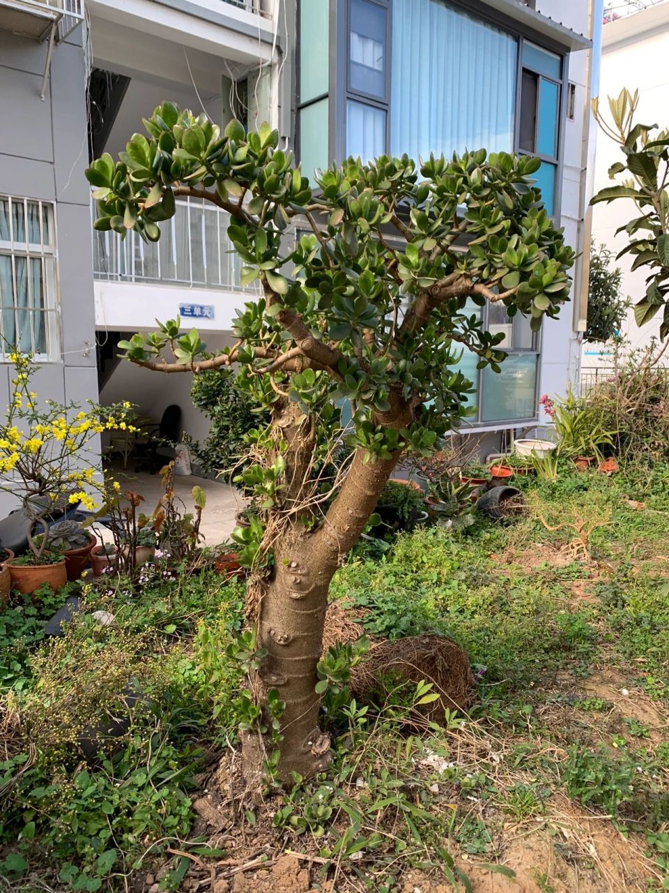 真的是我见过最大的玉树了