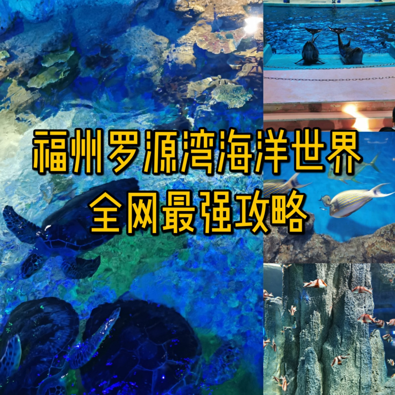 福州罗源湾海洋世界全网最强攻略9494 ①门票 网络订票有优惠