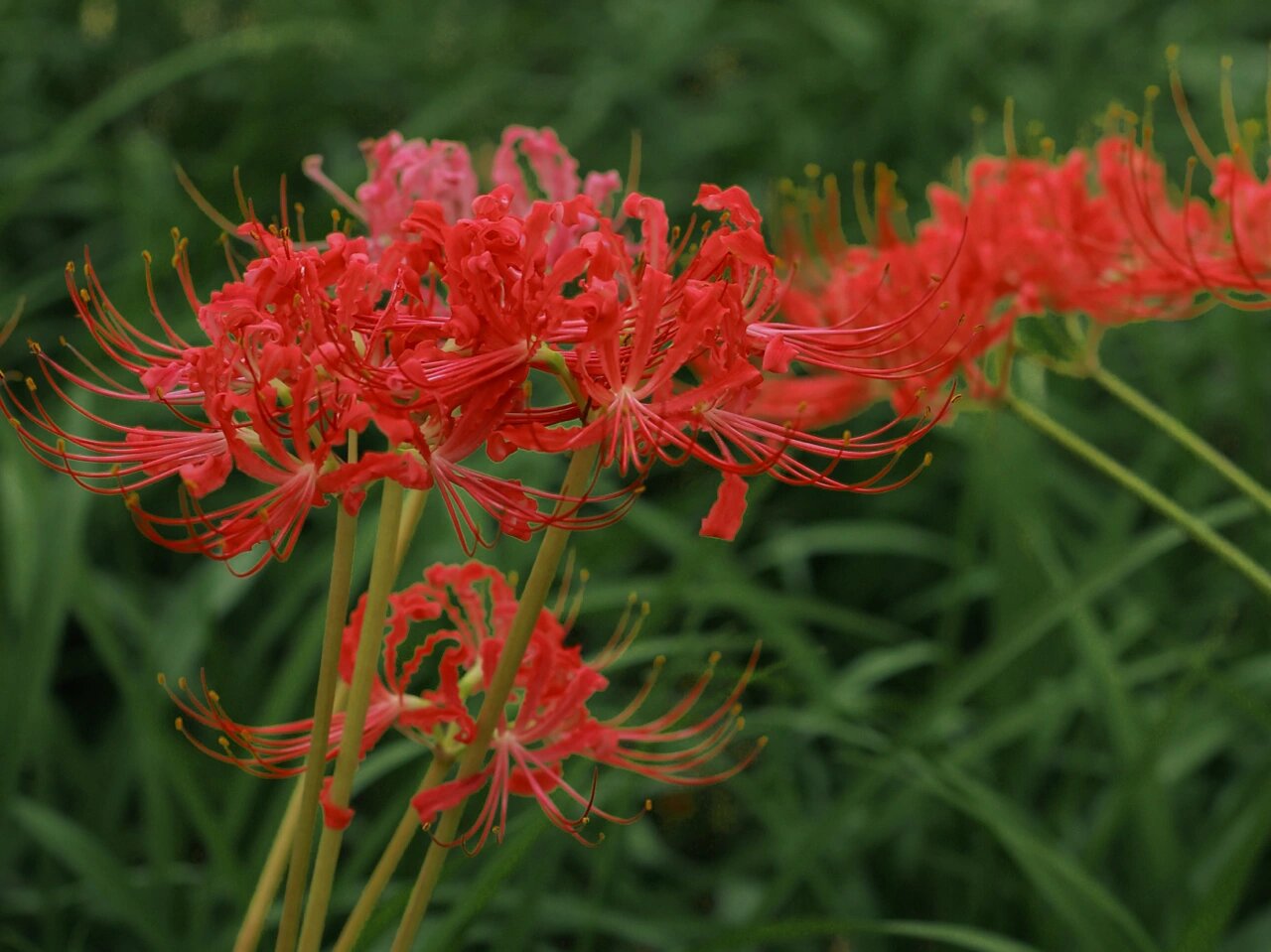 合肥拍照地|彼岸花 黄泉路上唯一的风景 佛经说:开一千年,落一千年,花