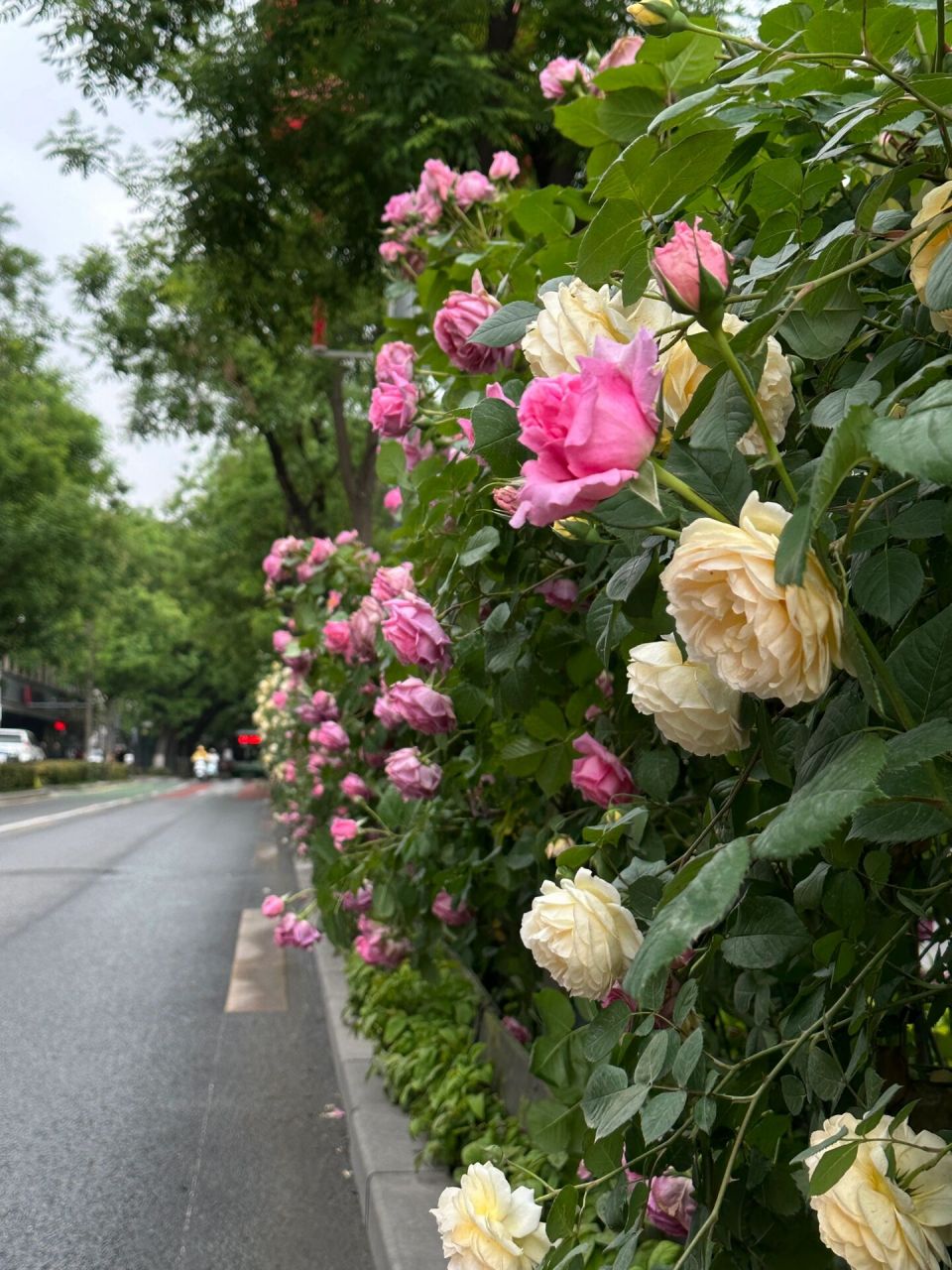 老城门外4色蔷薇花之路美01了啊～ 你是不是已经买好了来西安的99