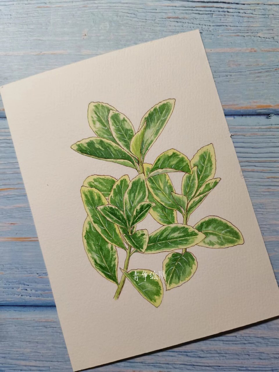 每日一画画|2钢笔淡彩:金边黄杨