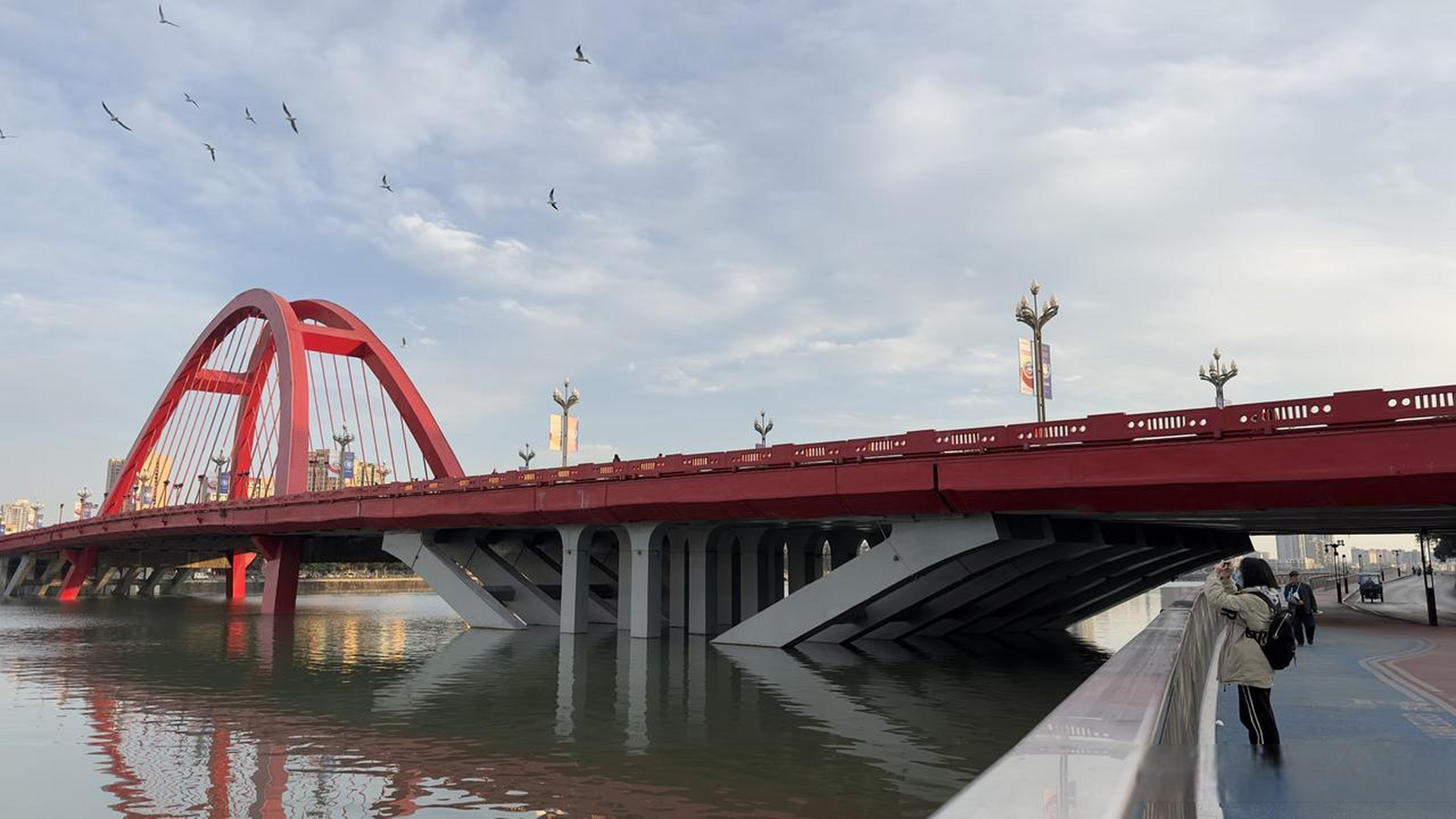 别拦我,我要去德阳的旌湖喂海鸥!网友:最佳投喂地点在岷江闸桥!
