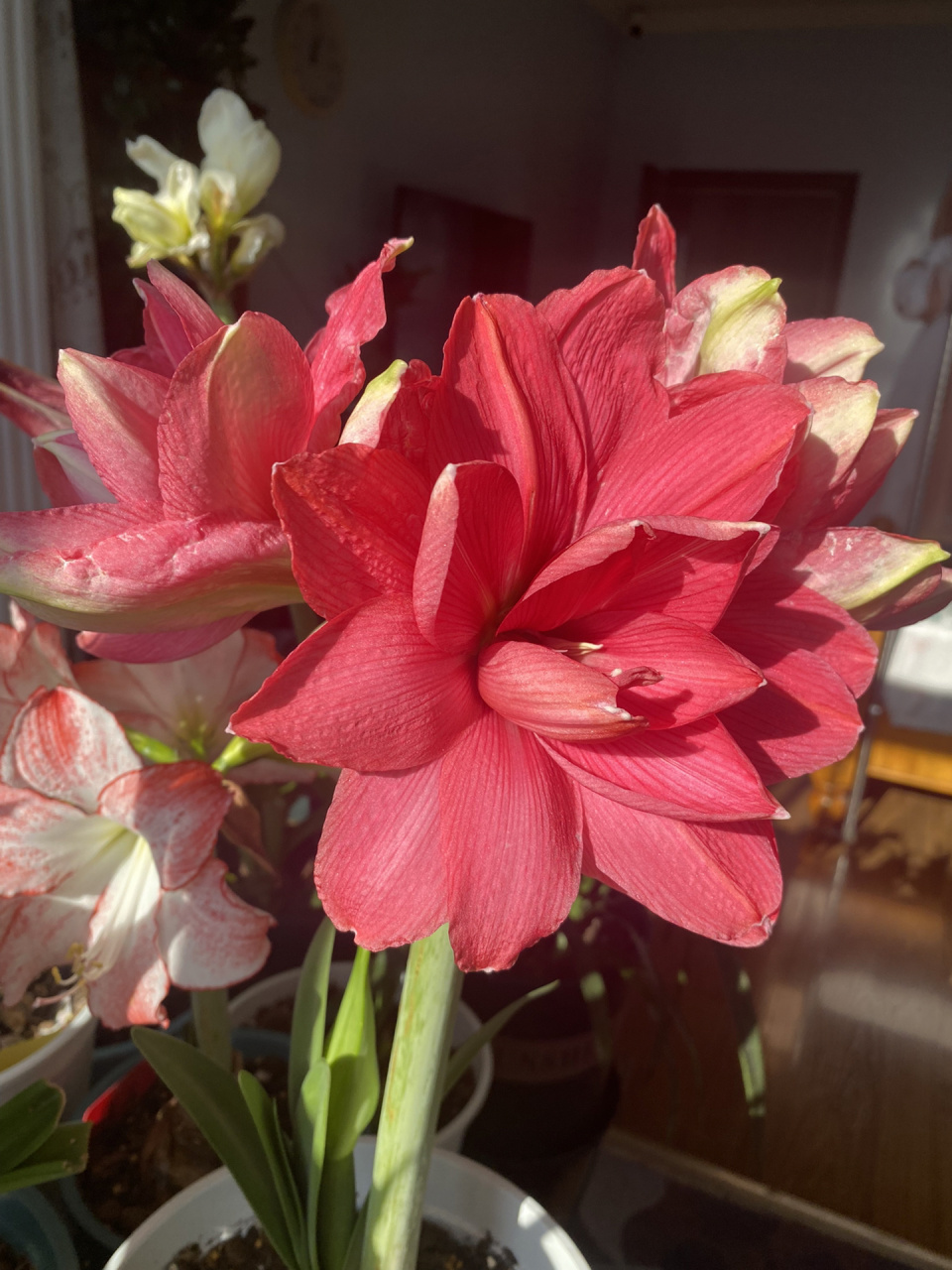 糖果仙女朱顶红 玫红色重瓣的经典品种,非常纯净的玫红色,无其他颜色