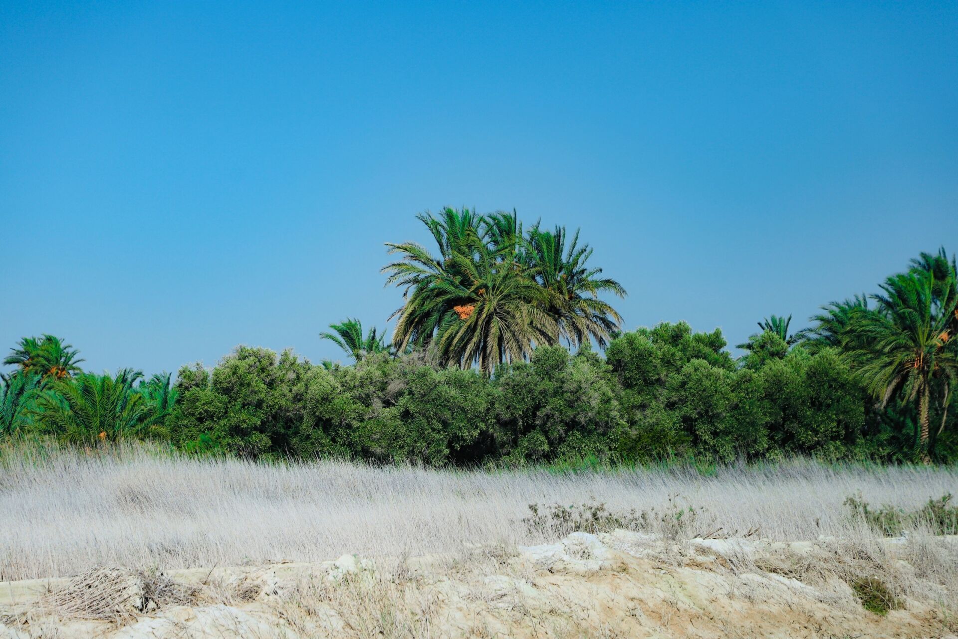 锡瓦绿洲(siwa oasis)是坐落在撒哈拉沙漠深处的绿洲,也是刺客信条的