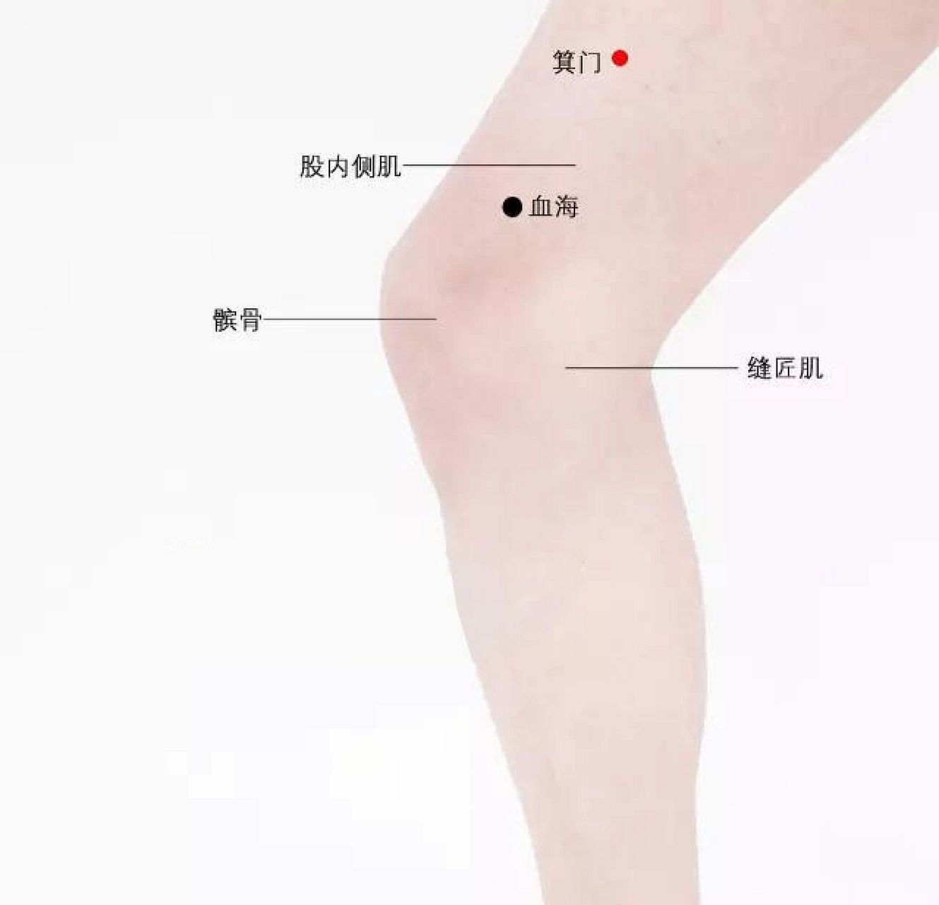 箕门穴 箕门,属足太阴脾经.箕,土箕也,担物之器也.门,出入的门户也.