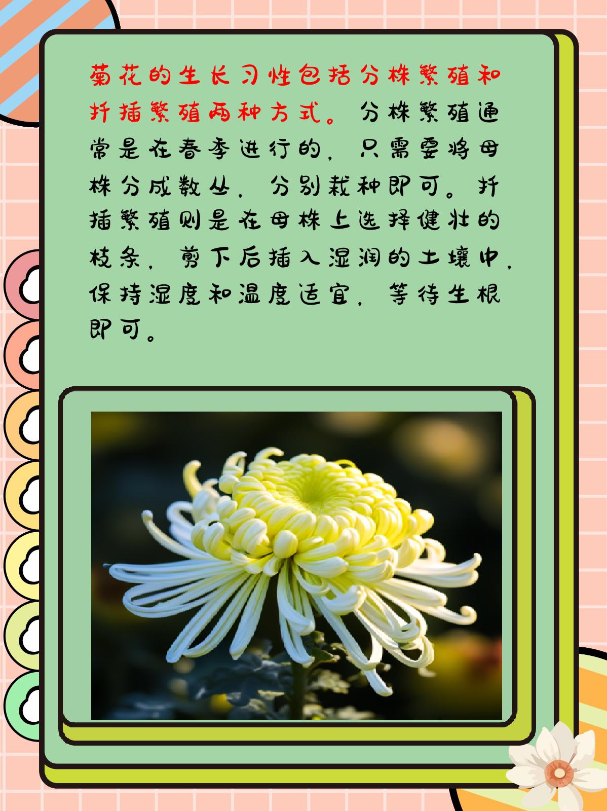 菊花的习性有哪些