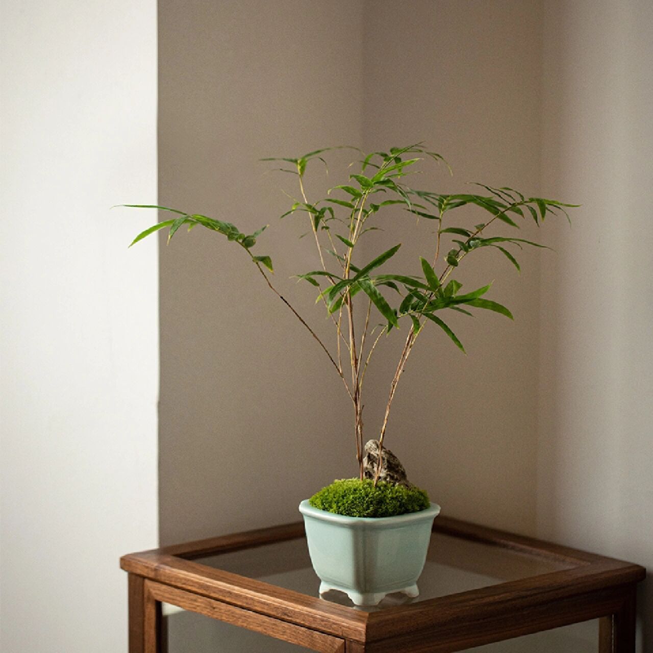 宁可食无肉,不可居无竹 红观音竹是竹子的一种 丛生竹植物 幼时杆子