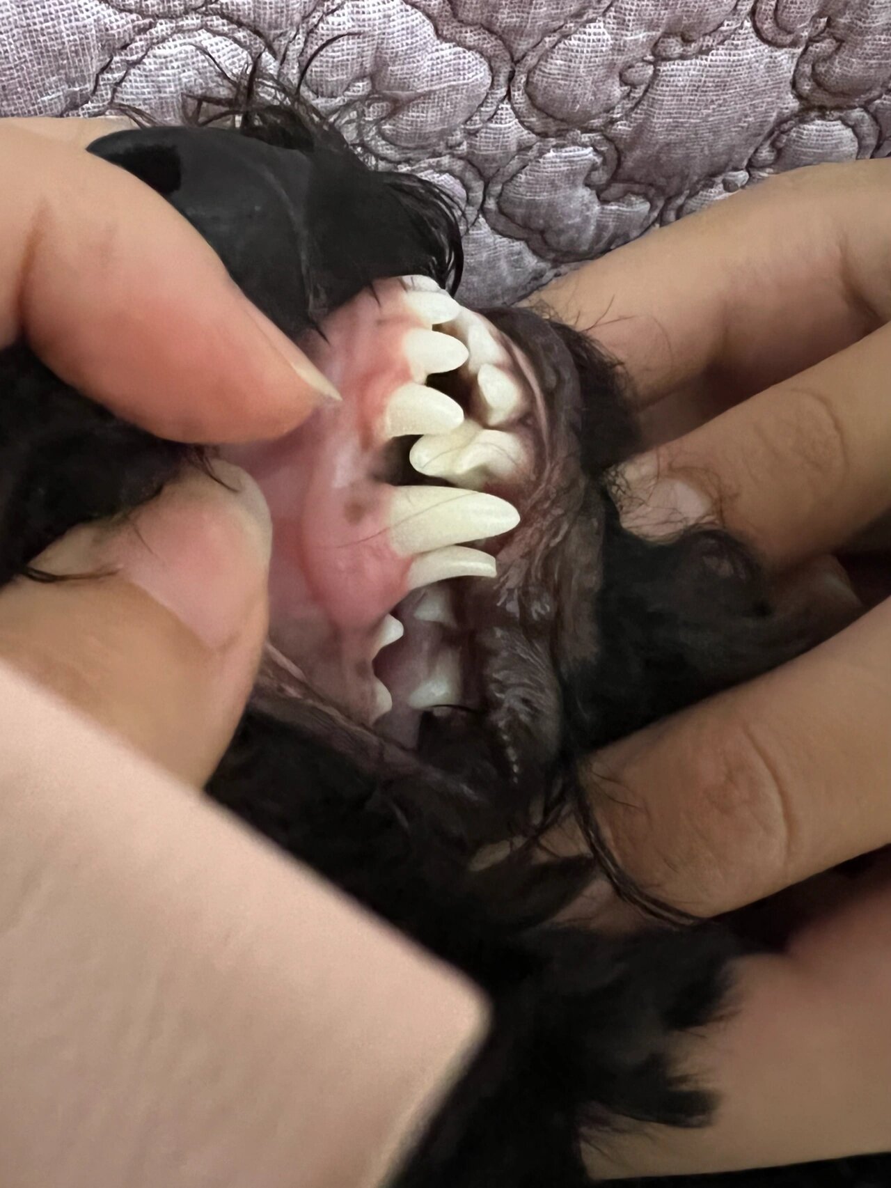 泰迪八个月了,还有三个尖尖的乳牙没掉 摇了下不松也不能硬拔吧,看了