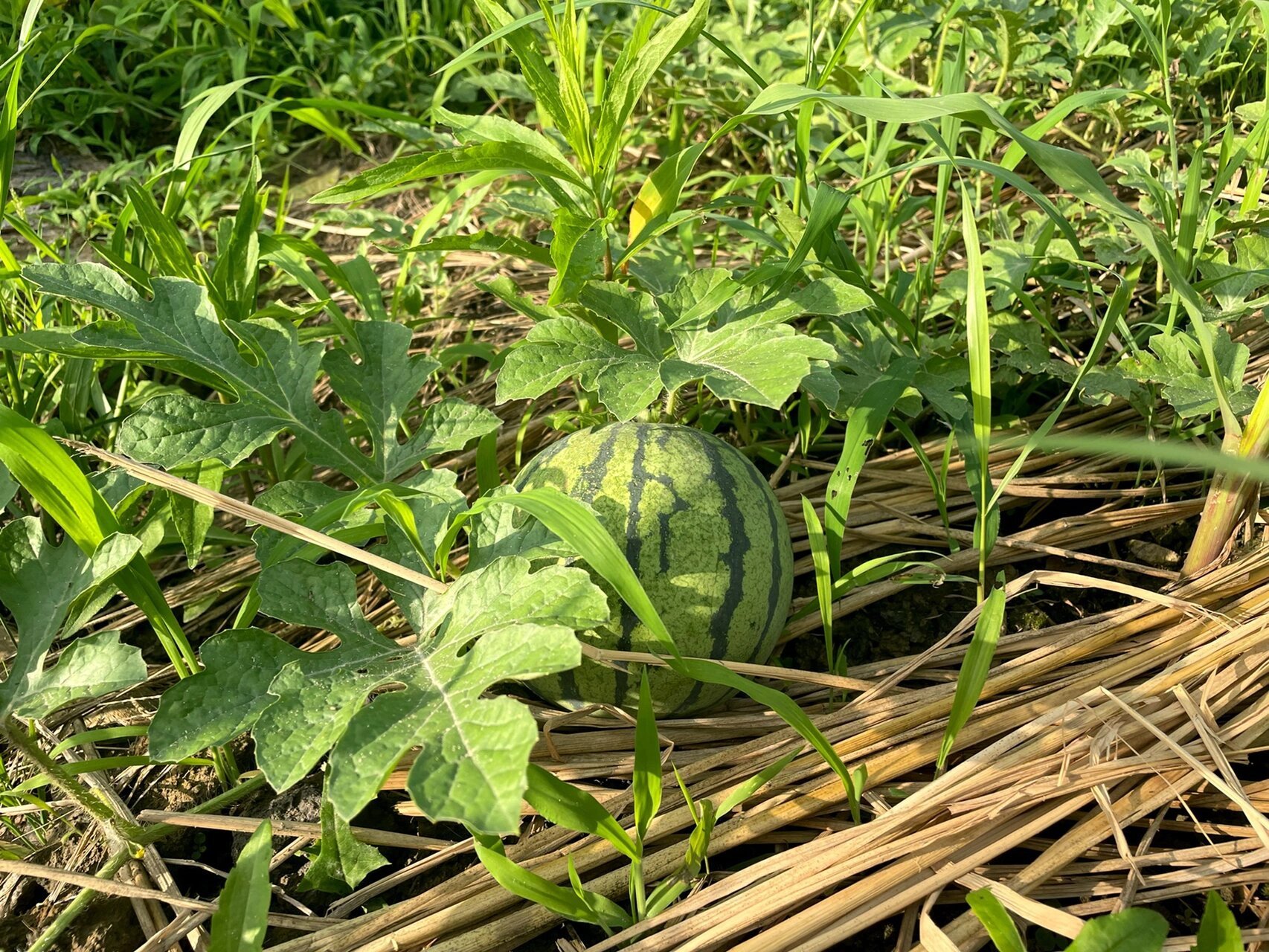 单位种菜之8424西瓜91篇 今年开春看上了单位闲置的一处绿化带,想着