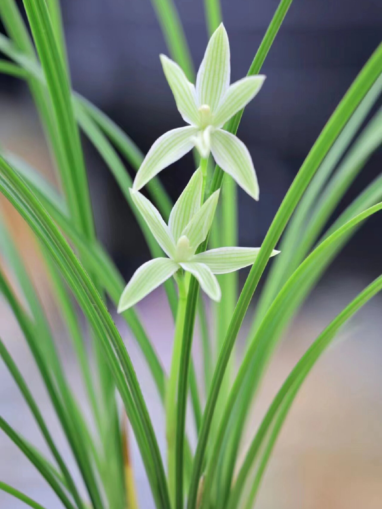 莲瓣兰兰花奇花素.玉洁冰清,端庄秀美
