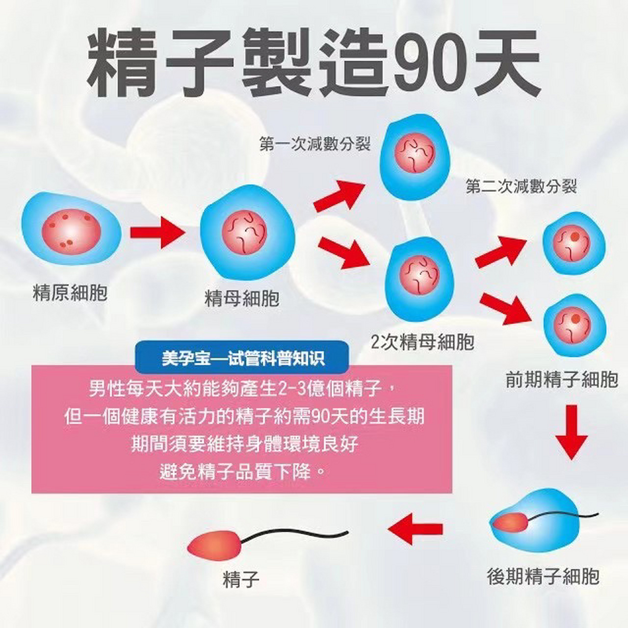曝光:男人精子制造的全过程 男生每一次射精约1亿多精子;一个月下来将