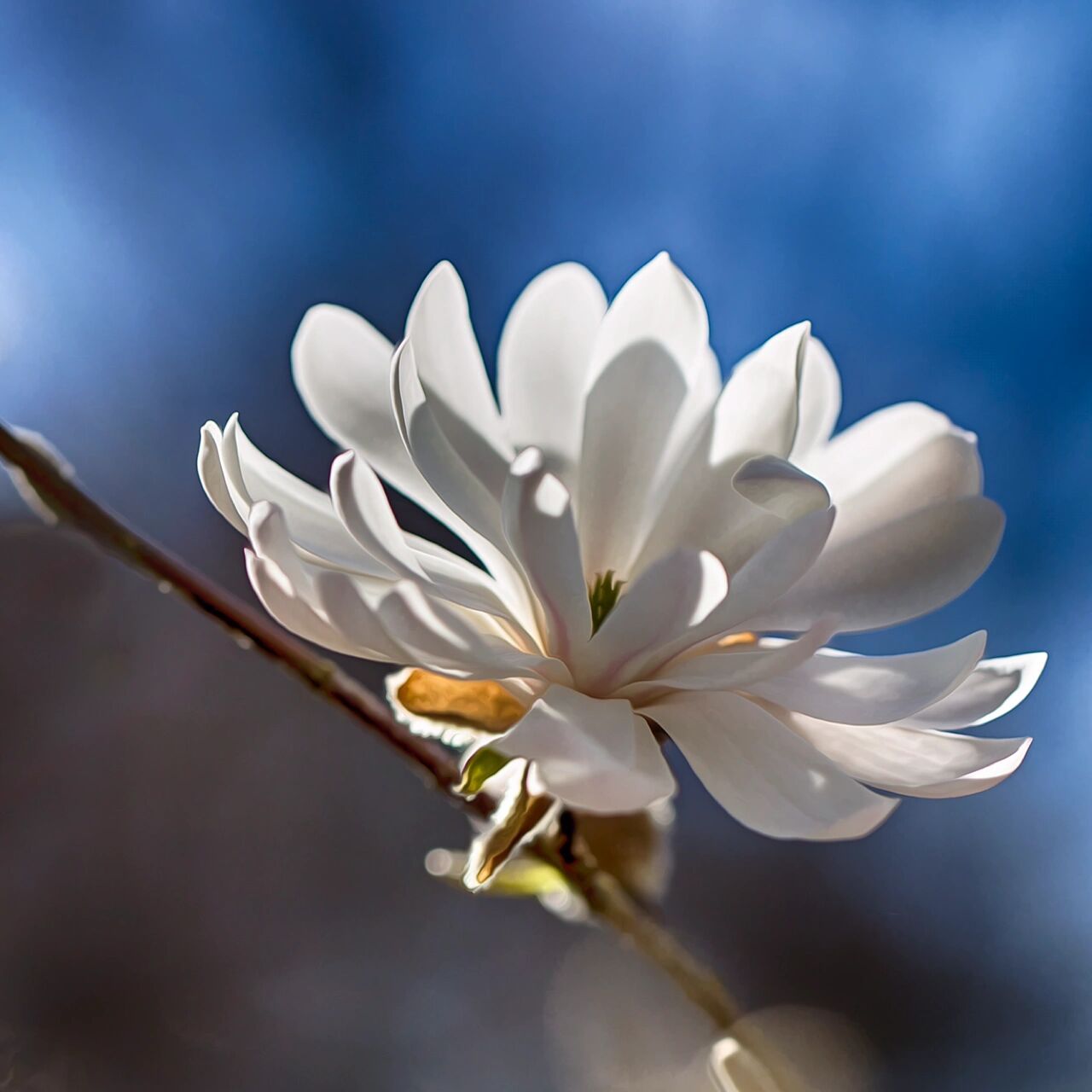 花园里种下一棵星光花树——星花玉兰 星花玉兰原产日本岐阜县,与一般