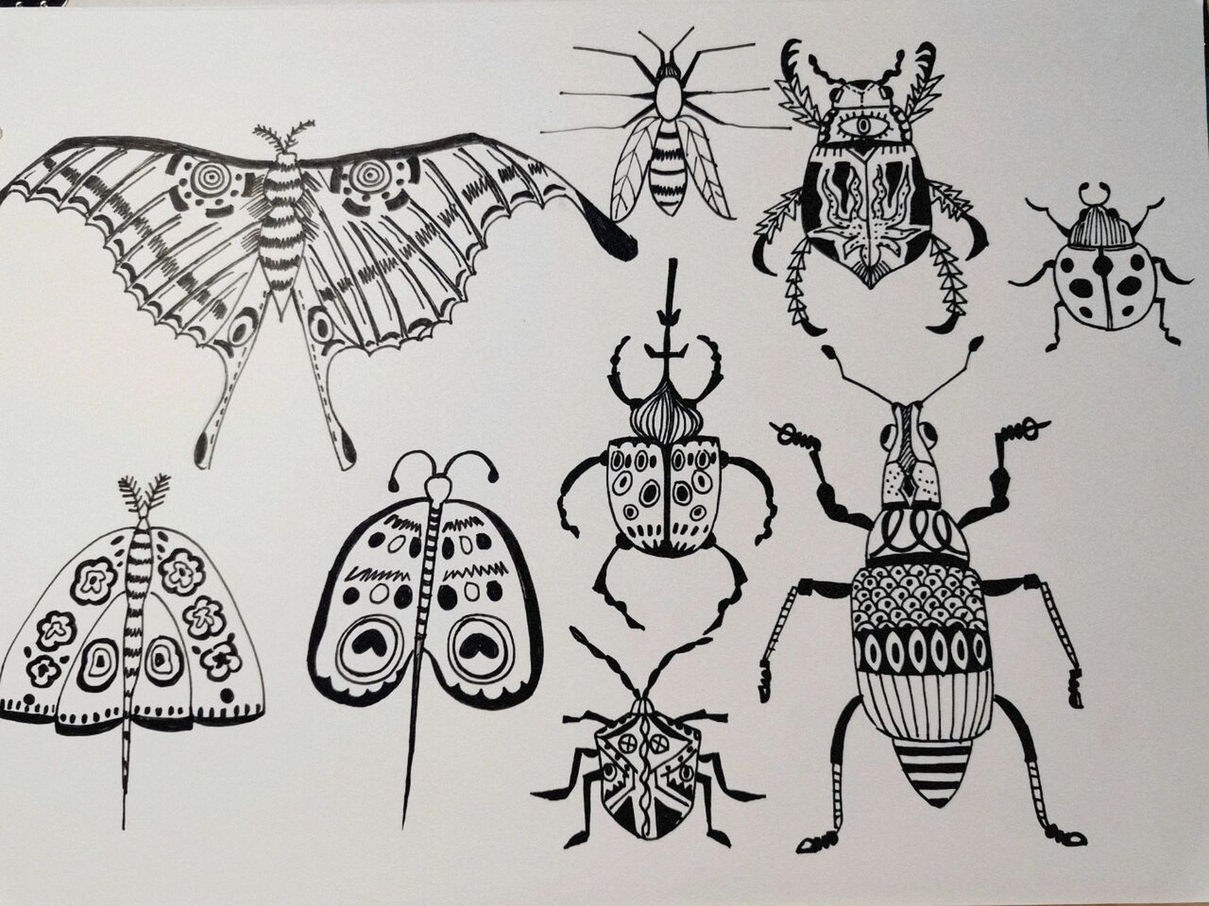 简笔画——昆虫