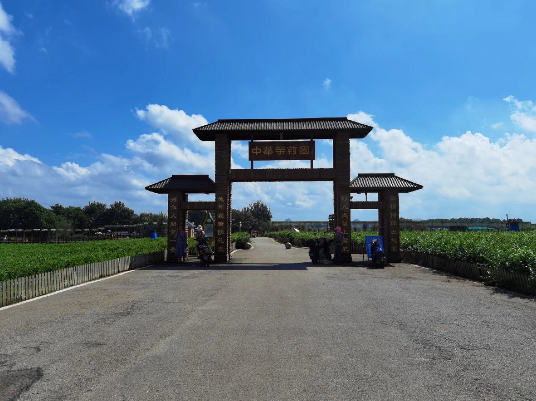 广西横县茉莉小镇图片