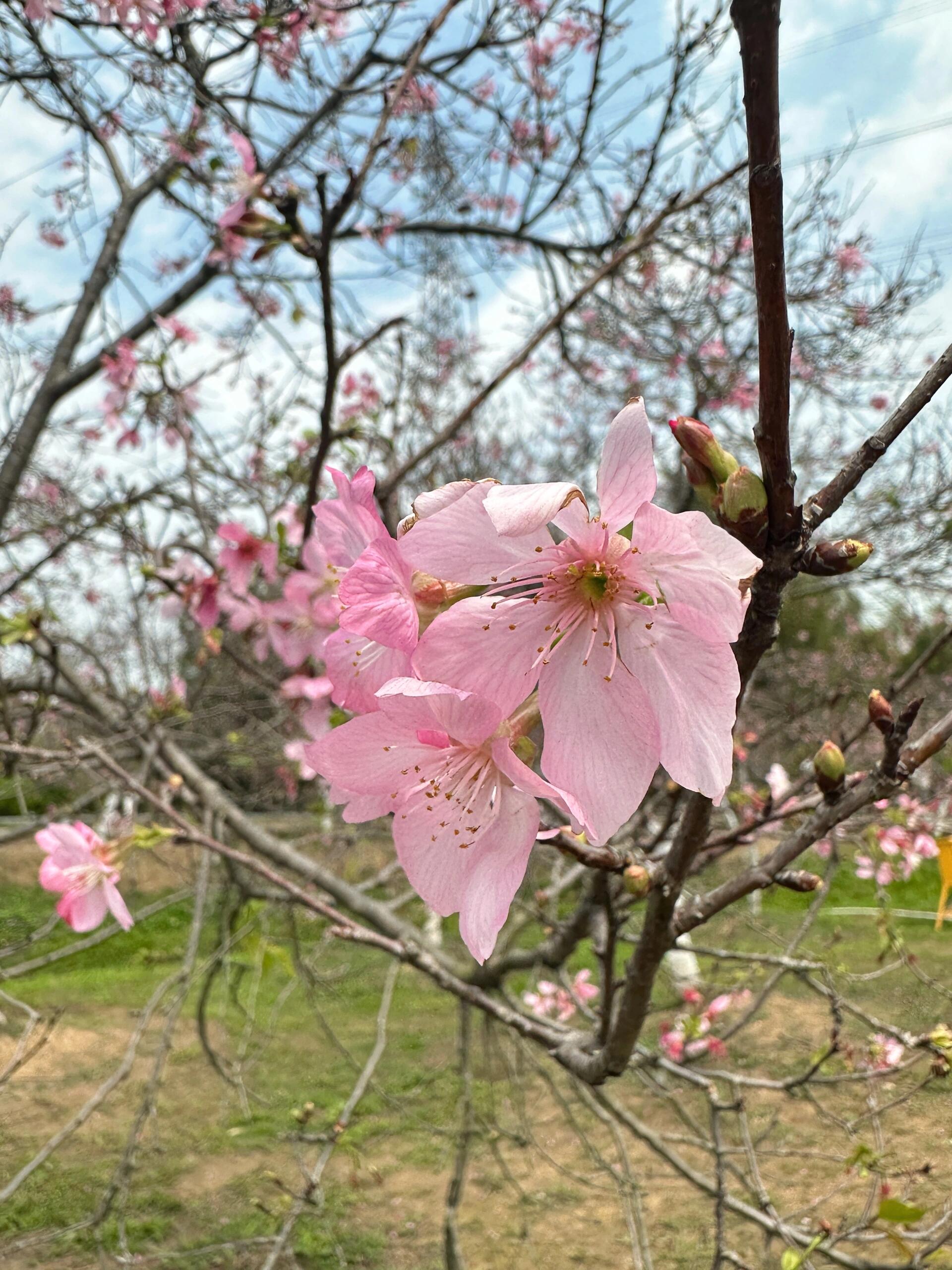 别来海珠湿地看樱花了,都没几朵花(t_t)