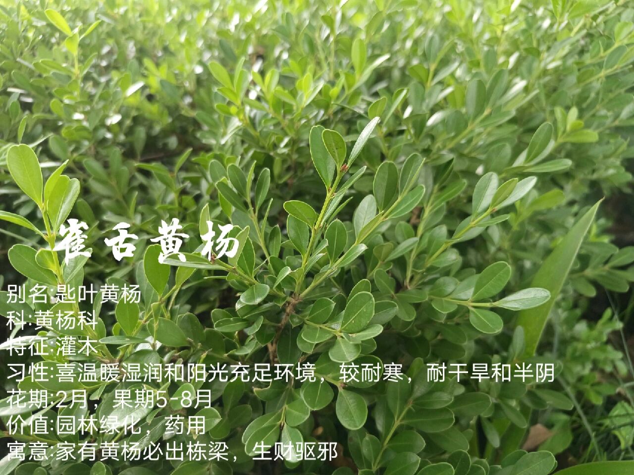 植物小科普~雀舌黄杨 别名:匙叶黄杨 科:黄杨科 特征:灌木 习性:喜