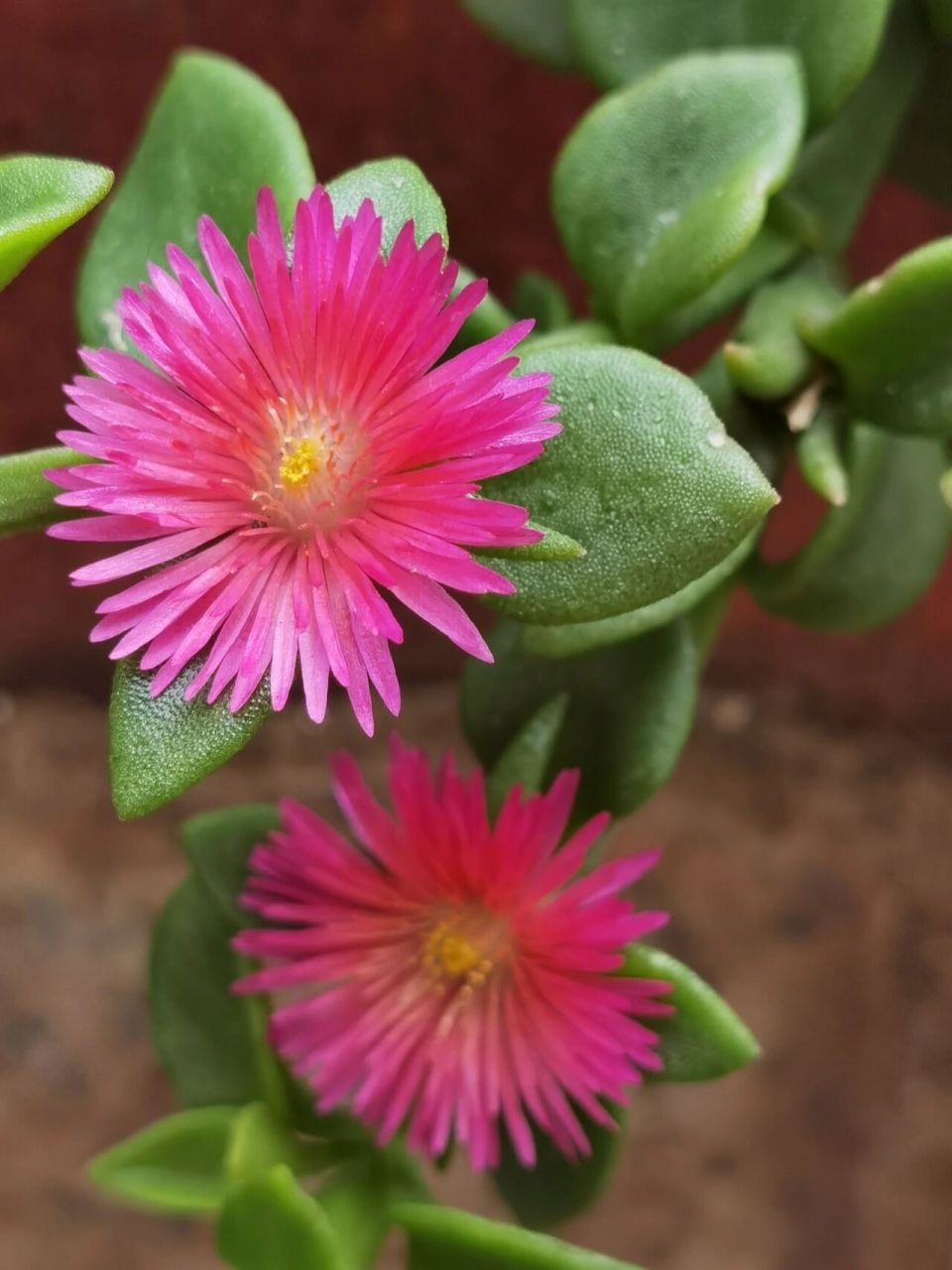 心叶日中花 这名字好拗口.叶比花肥的典范.感觉这花活得好艰难.