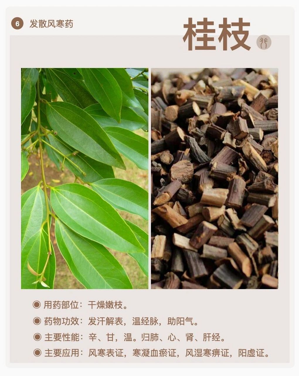 每天认识一味中药—— 桂枝