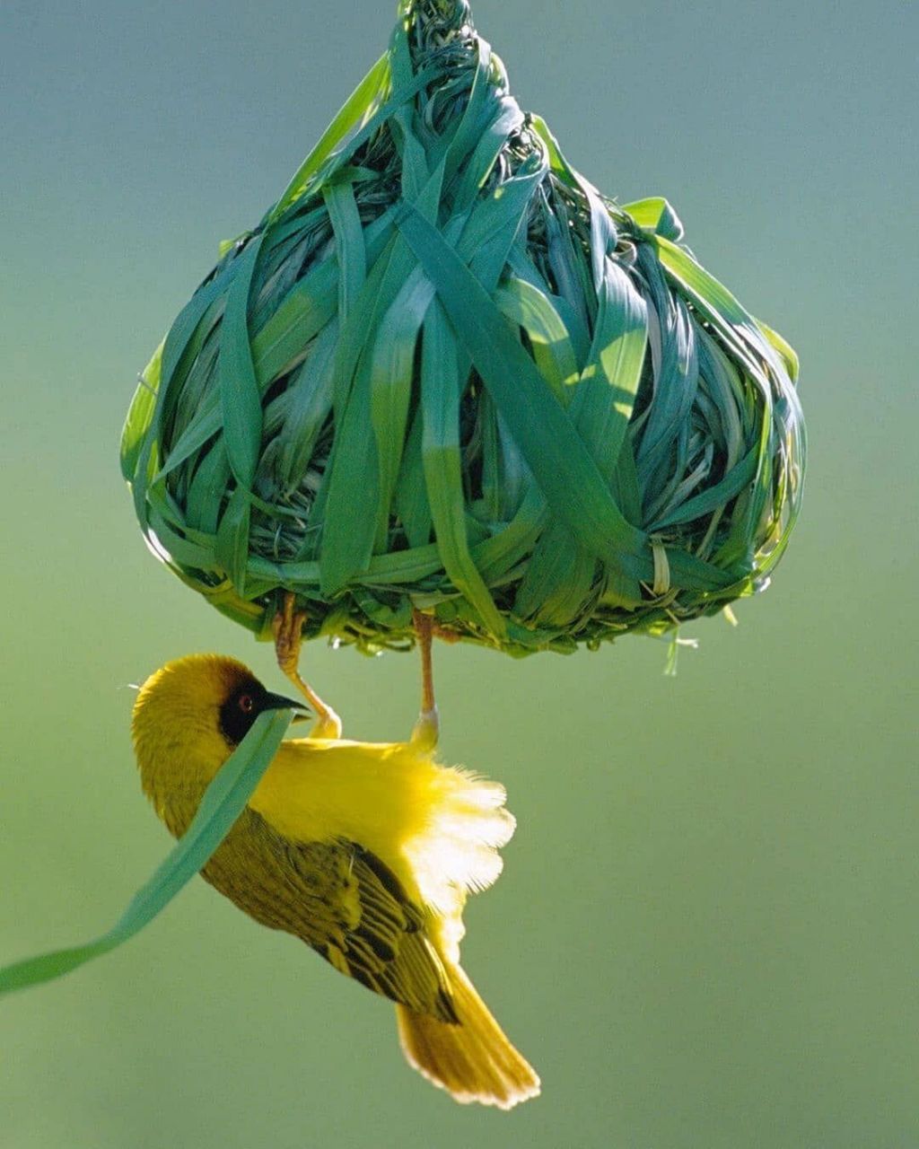 这是一只高级建筑师97 #鸟类# #保护动物# #观鸟