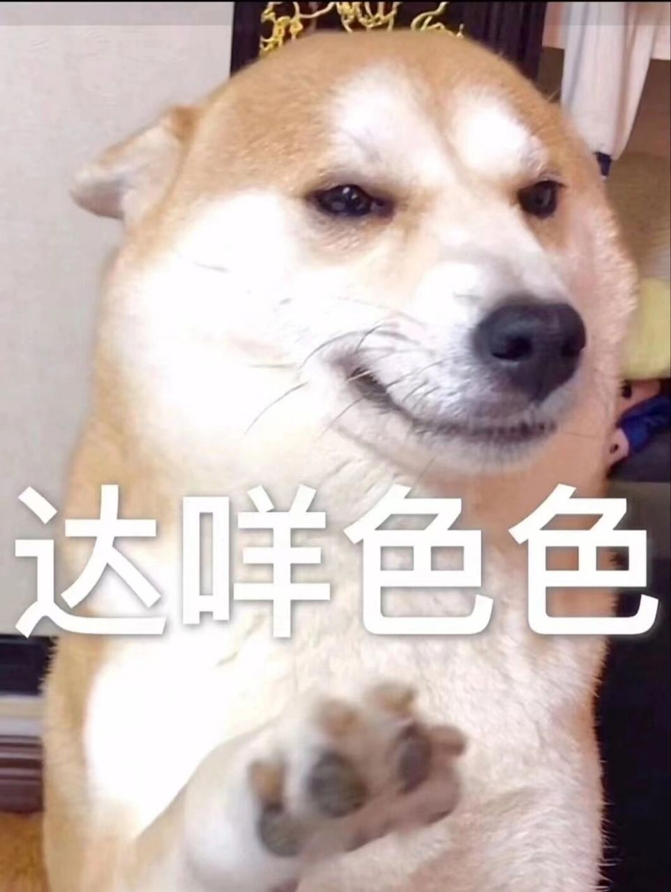 柴犬色色表情包第二弹 拒绝色色卡