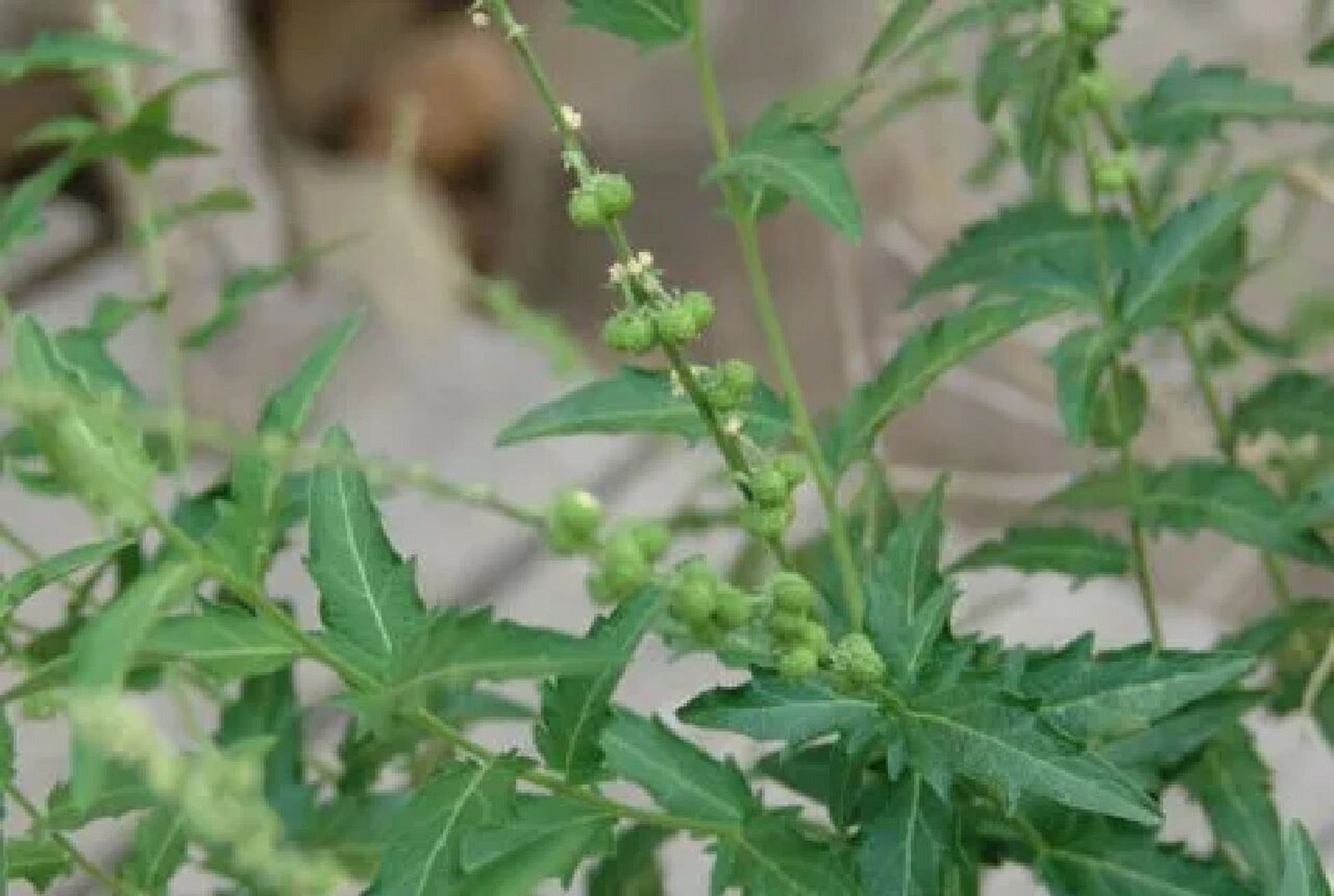 透骨草祛风除湿,舒筋活血,散瘀止痛 主要功效95 祛风除湿,舒筋活血