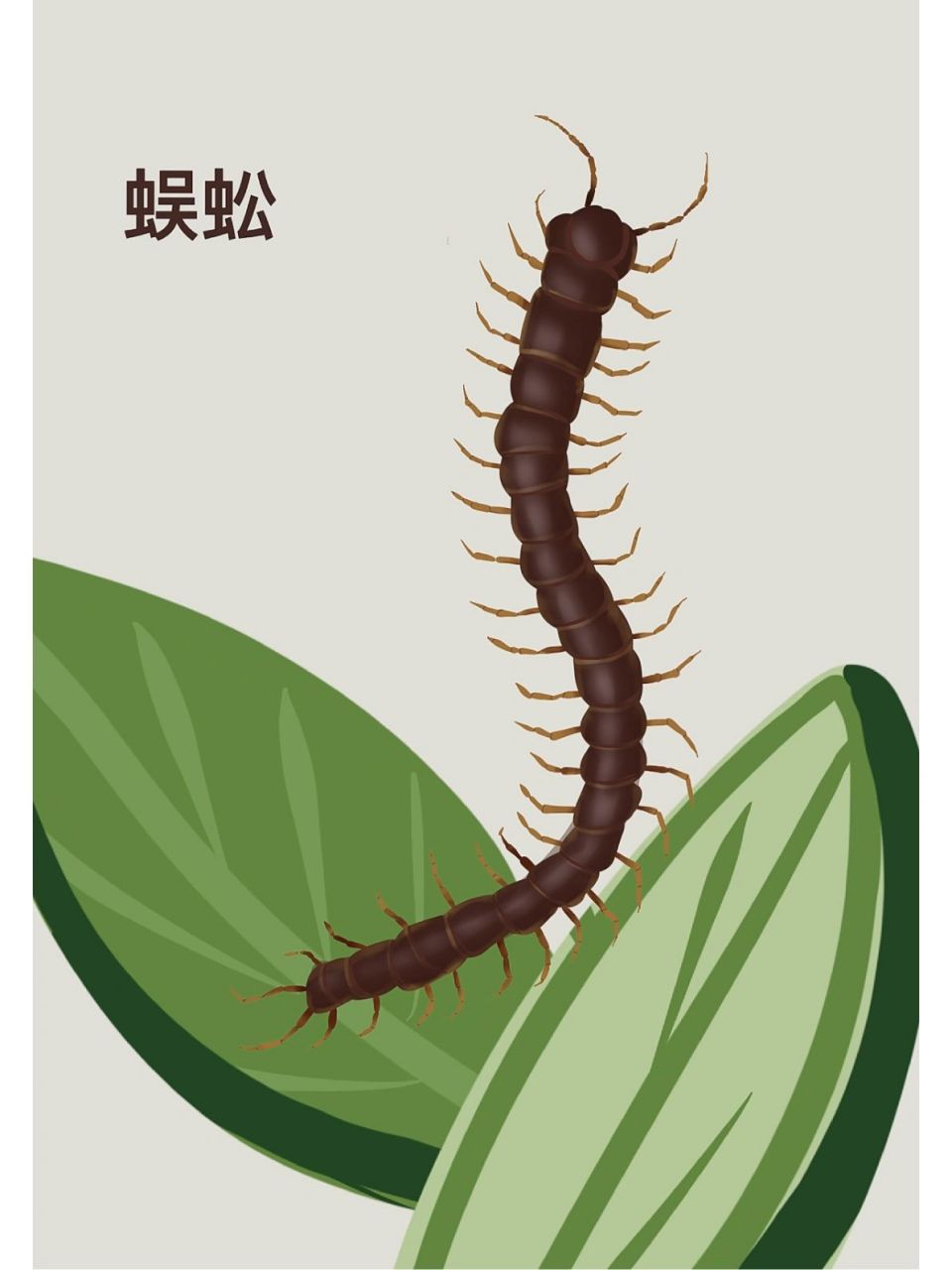 昆虫手绘:蜈蚣 宝子说画的还挺好看的,像真的一样,哈哈