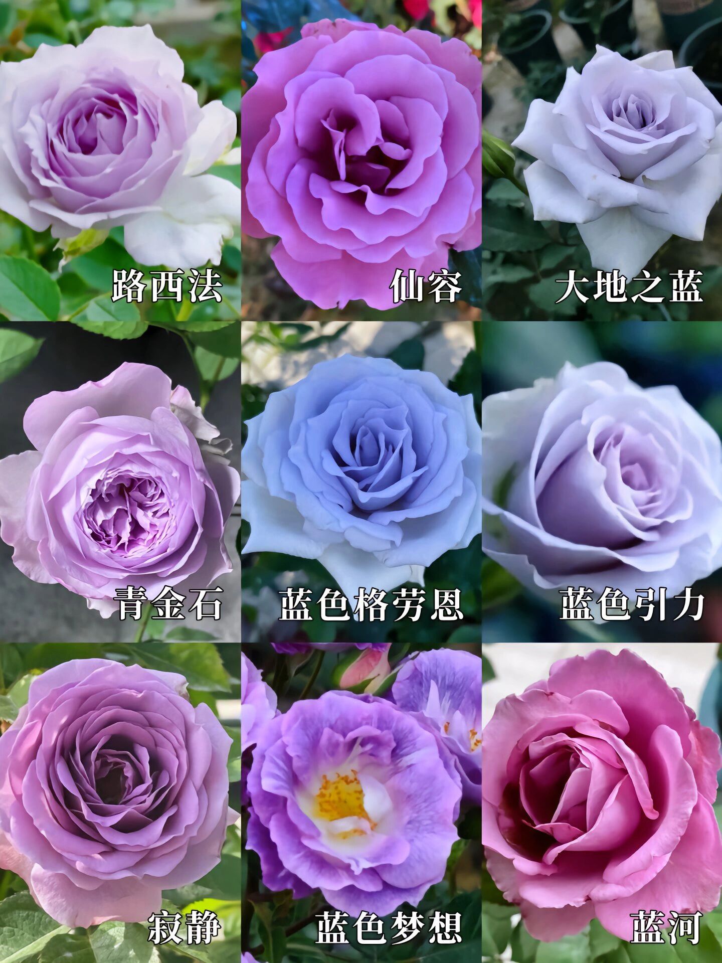 品种图鉴| 30秒认识135种紫色调月季