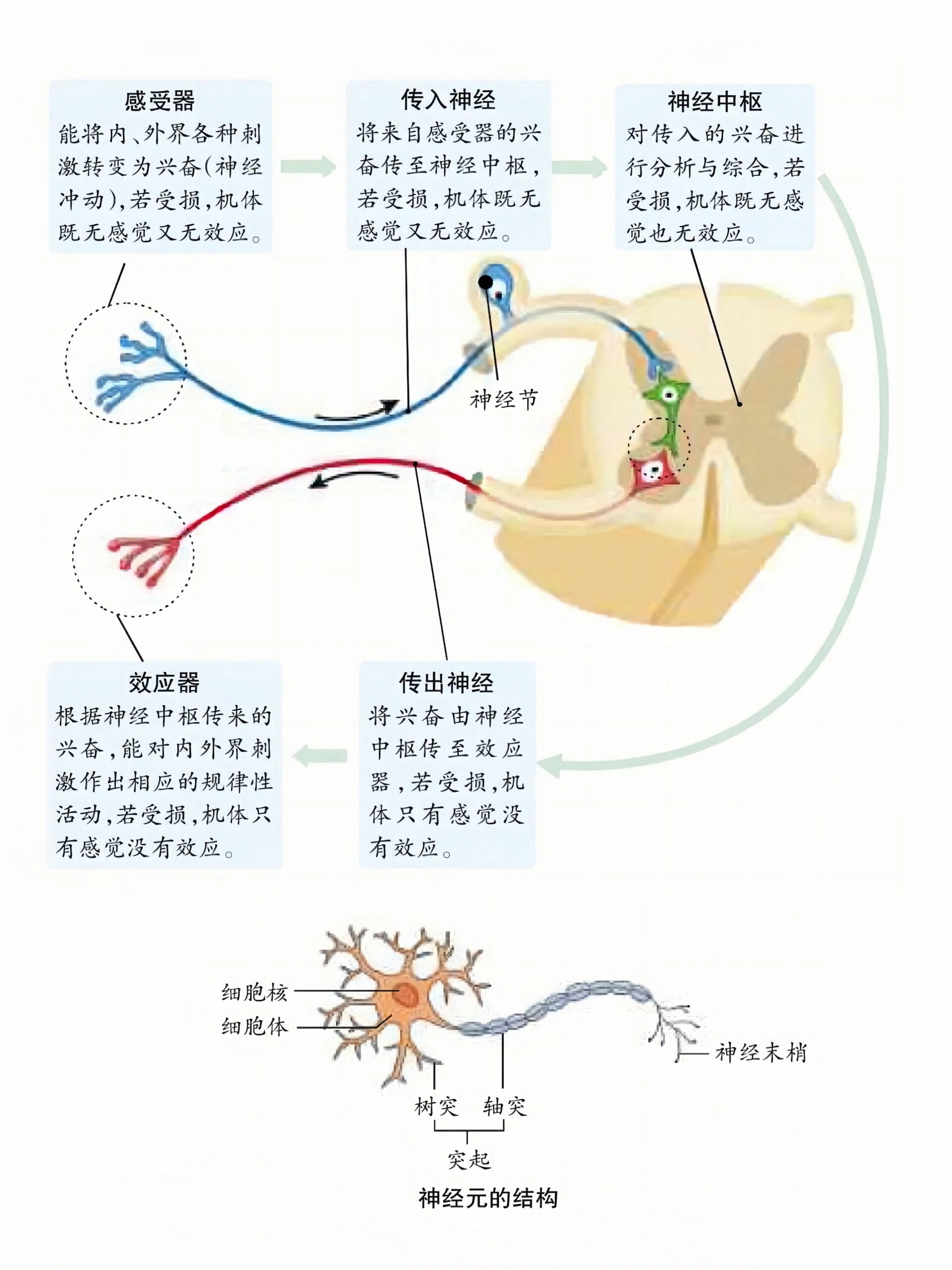 发育性反射图片