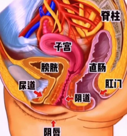 大肠在子宫后方,子宫则位于骨盆中央,夹在膀胱