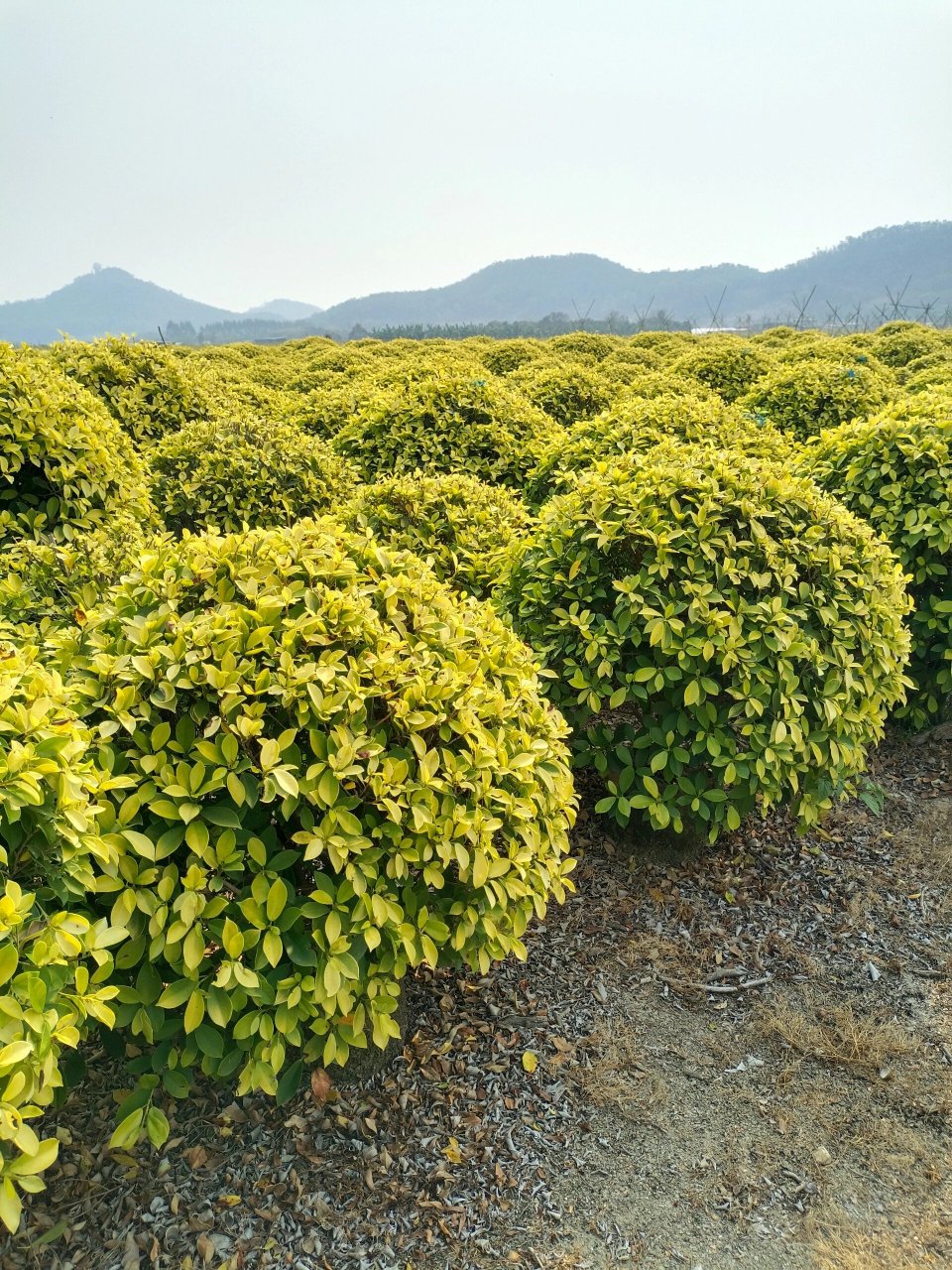 黄金榕球形 品种叫黄金榕球,图片球形规格是80-1米高度,80-1米宽度