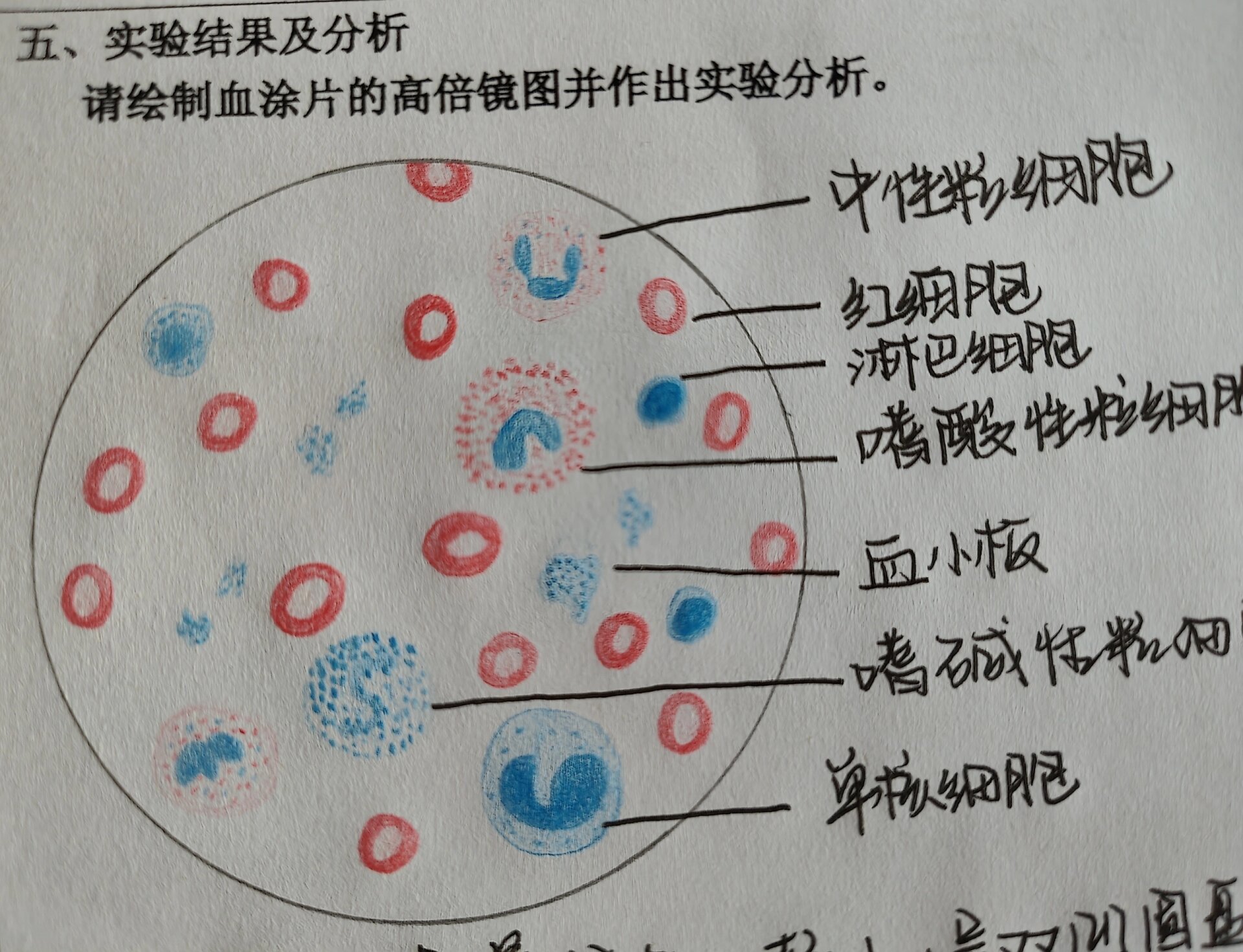 神经细胞绘图红蓝铅笔图片