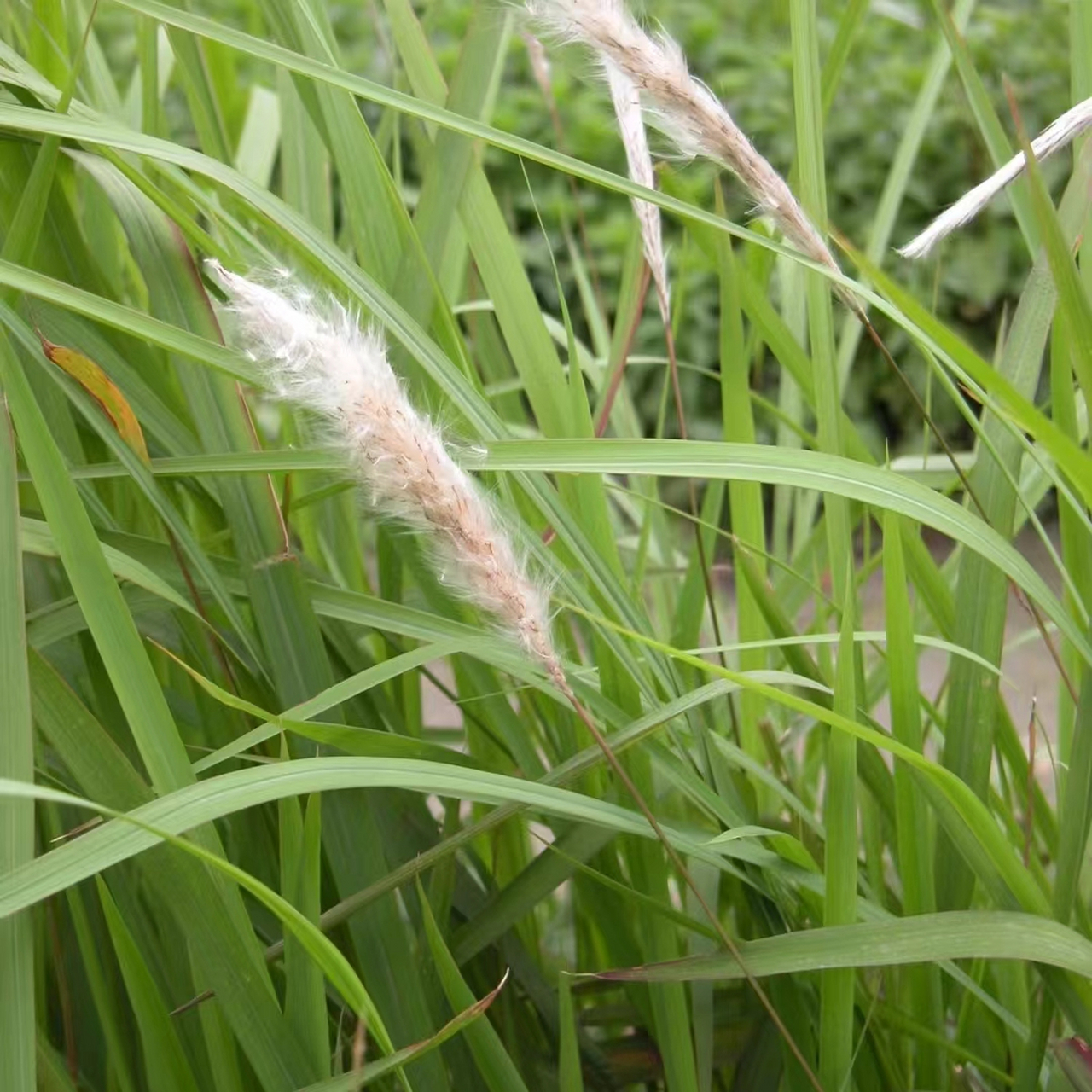 茅草长什么样子图片 杂草之王🌿茅草 怀念小时候上学的路上和小伙伴