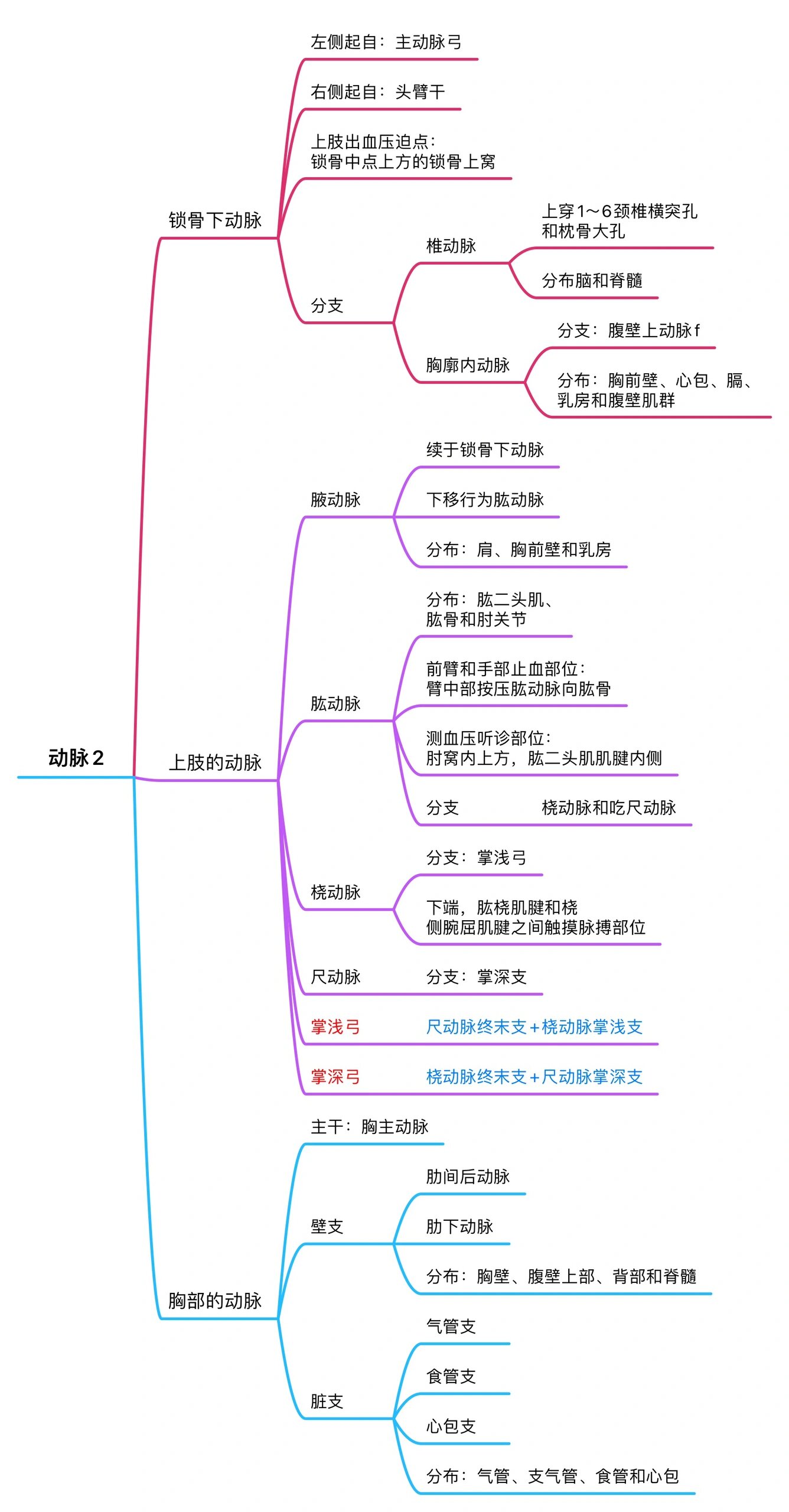 主动脉分支思维导图图片