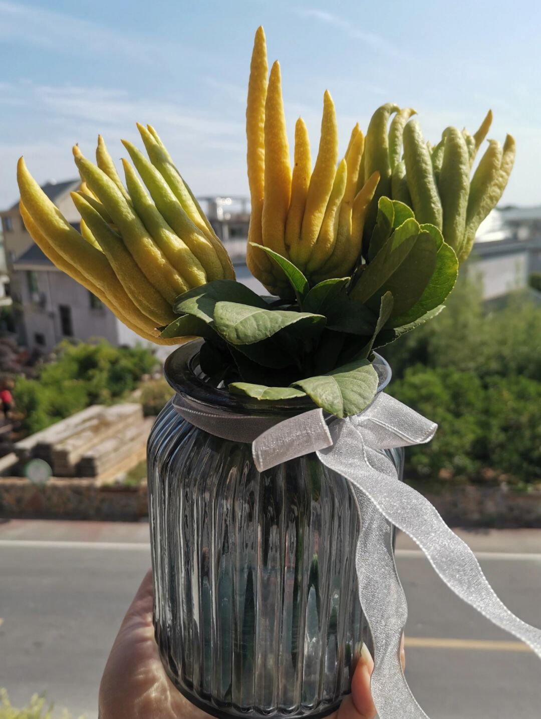 一,修剪枝条 带枝的佛手水培养护前要先修剪枝条,将枝条底部的叶片都