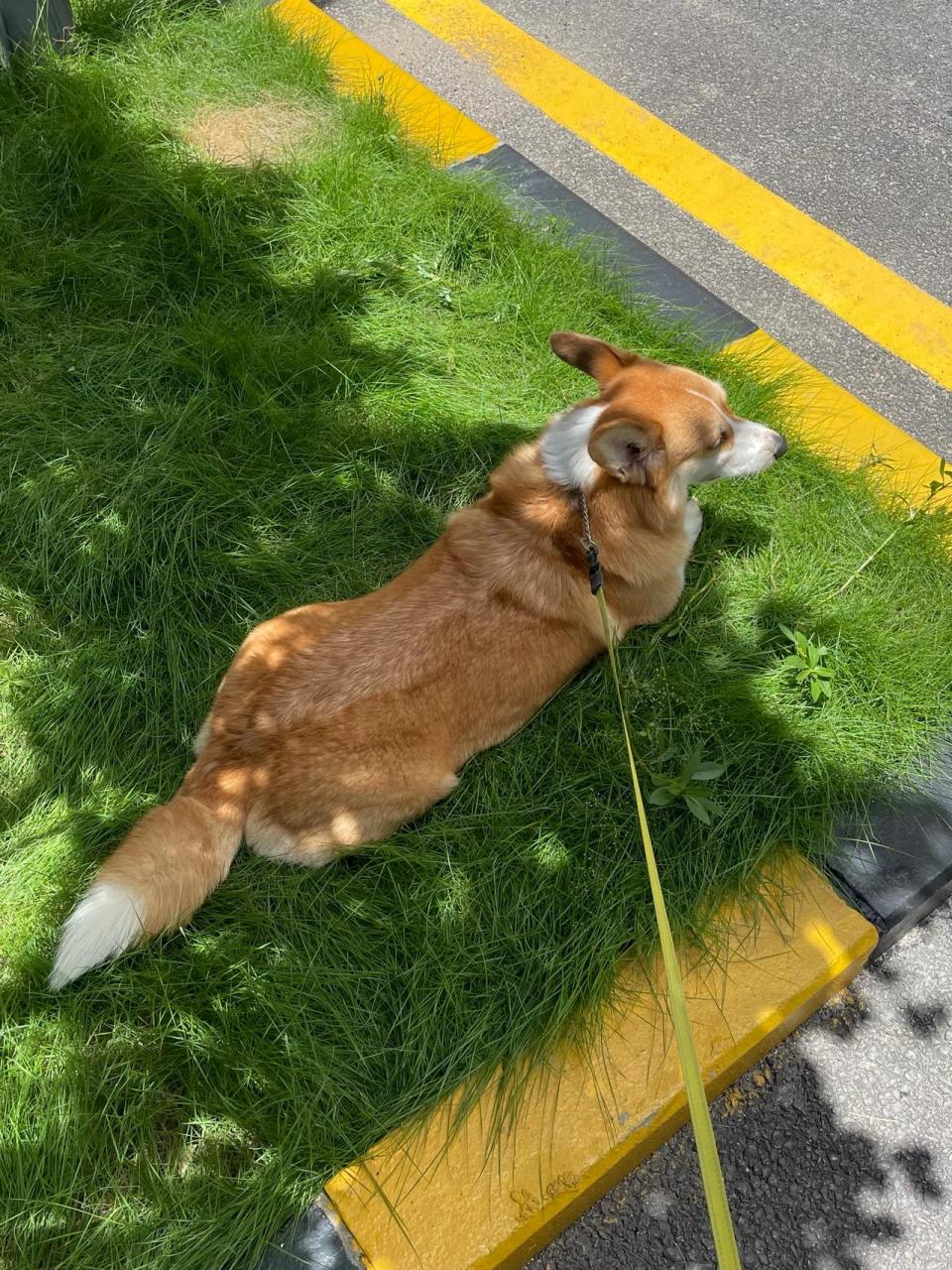 柯基如果不断尾会怎样? …… ………… 就会有尾巴咯