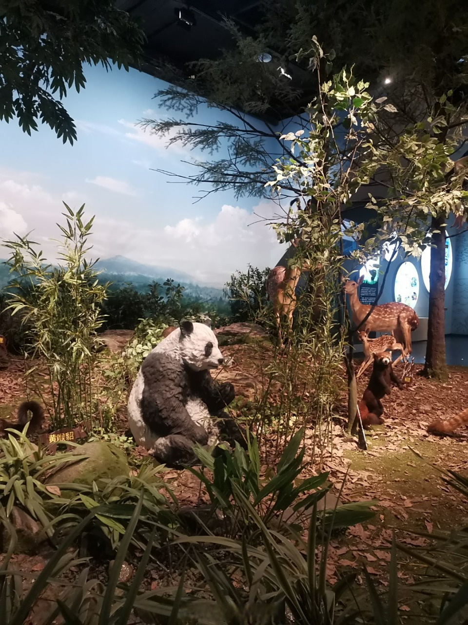 成都博物馆#远方传来风笛,#四川大熊猫是懂爬树的# 听说隔壁的小篙乙