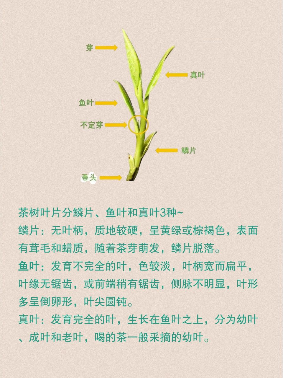 茶叶科普图-芽叶各部位标准称呼          茶树叶片分鳞片,鱼叶和真叶