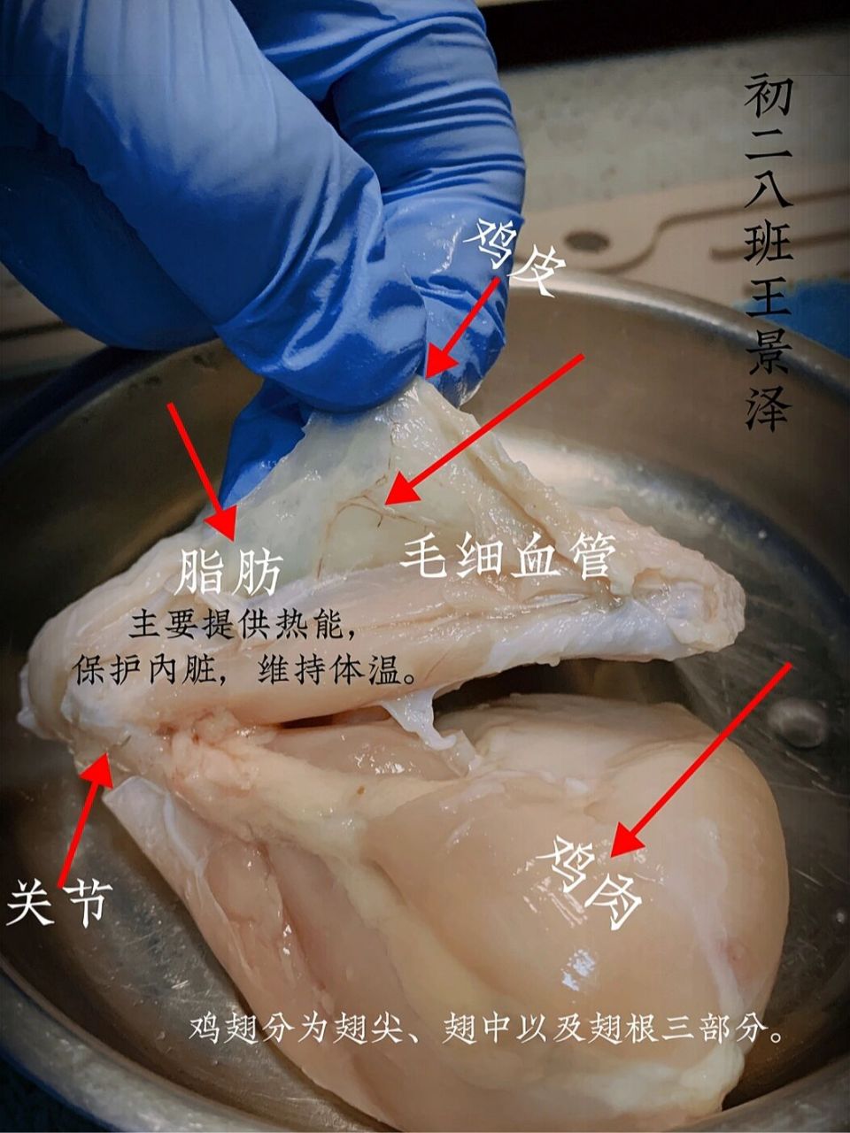 解剖鸡翅 动手解剖真的比看书,看图片,看视频记忆更深刻.