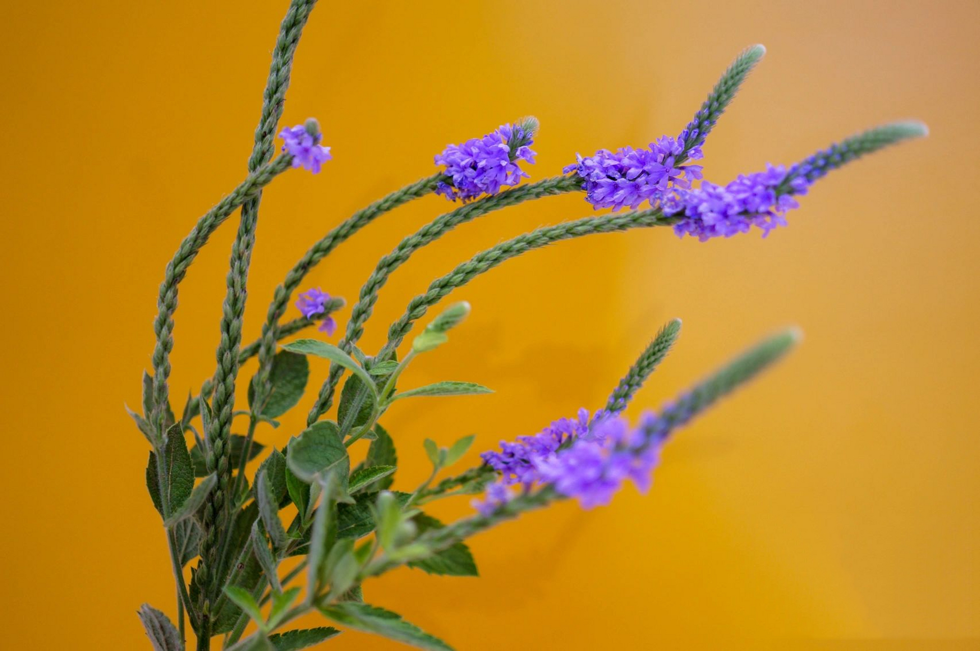 假马鞭草 分类:马鞭草科 原产地:中美洲 花语:期待,纯真无邪 假马鞭草